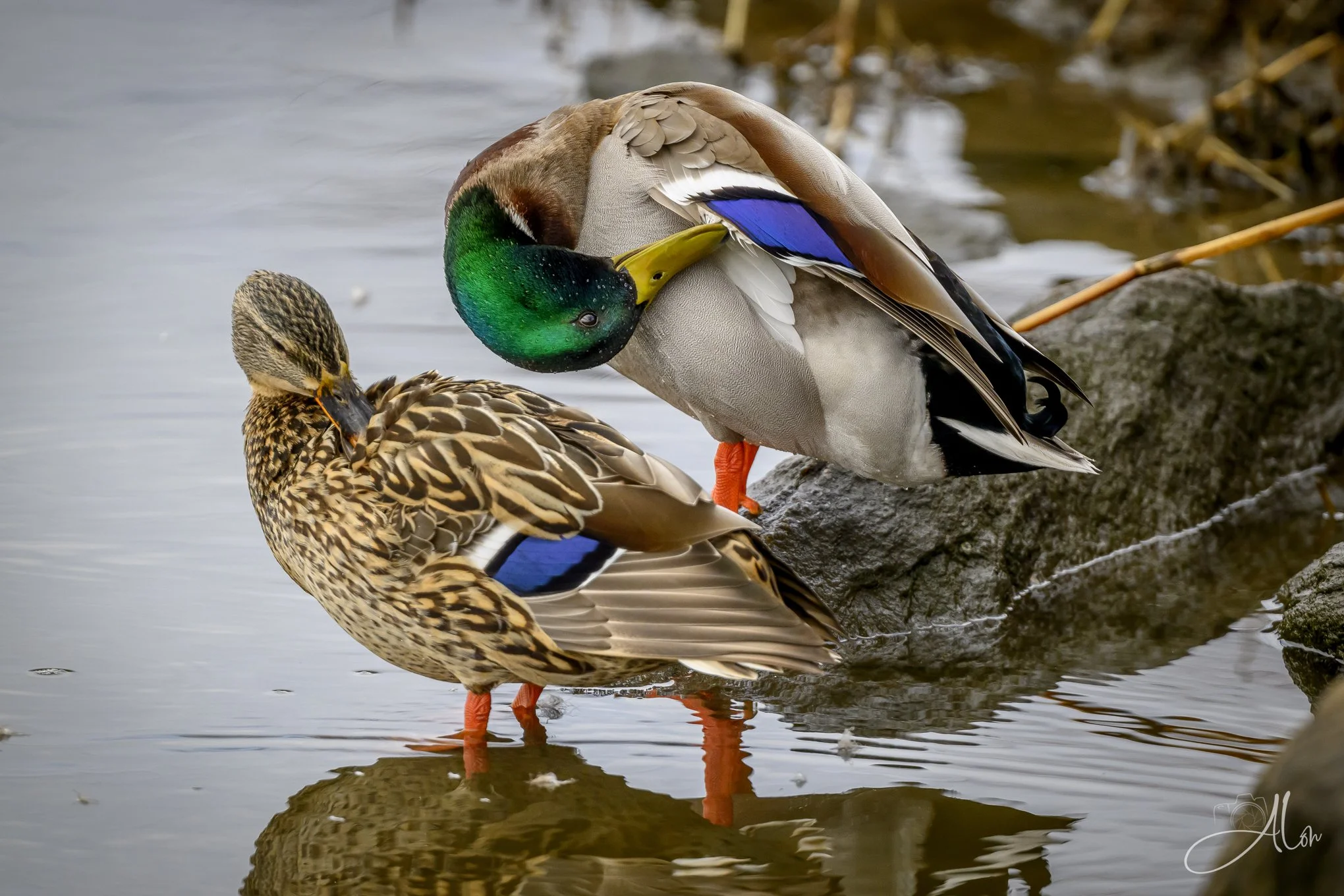 A Twisted Pair
(Mallards)
0Z81671