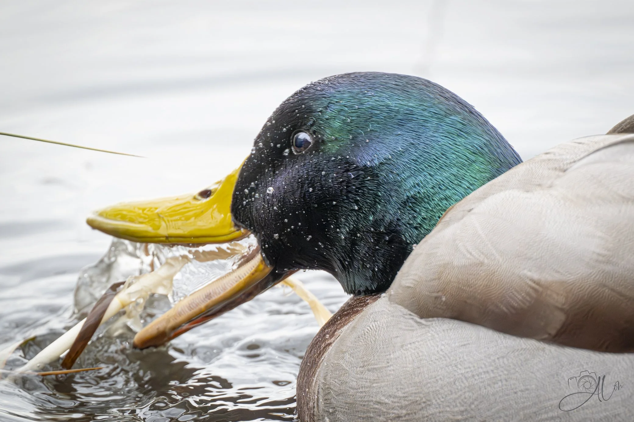 Siphoning
(Mallard)
0Z80119