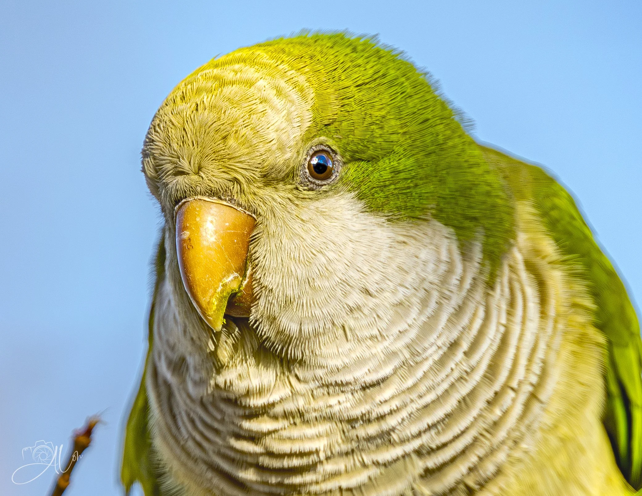 Ready for My Quaker Oats
(Monk Parakeet)
0Z87936