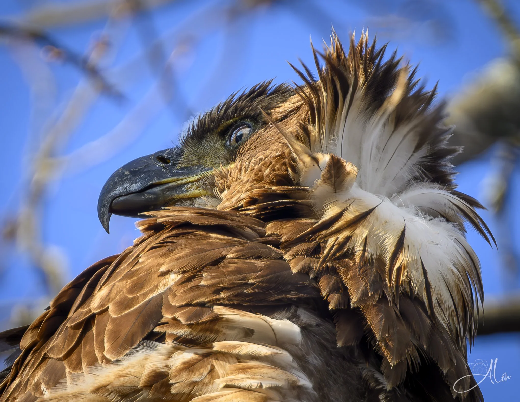 Bed Head
(Bald Eagle)
0Z84691