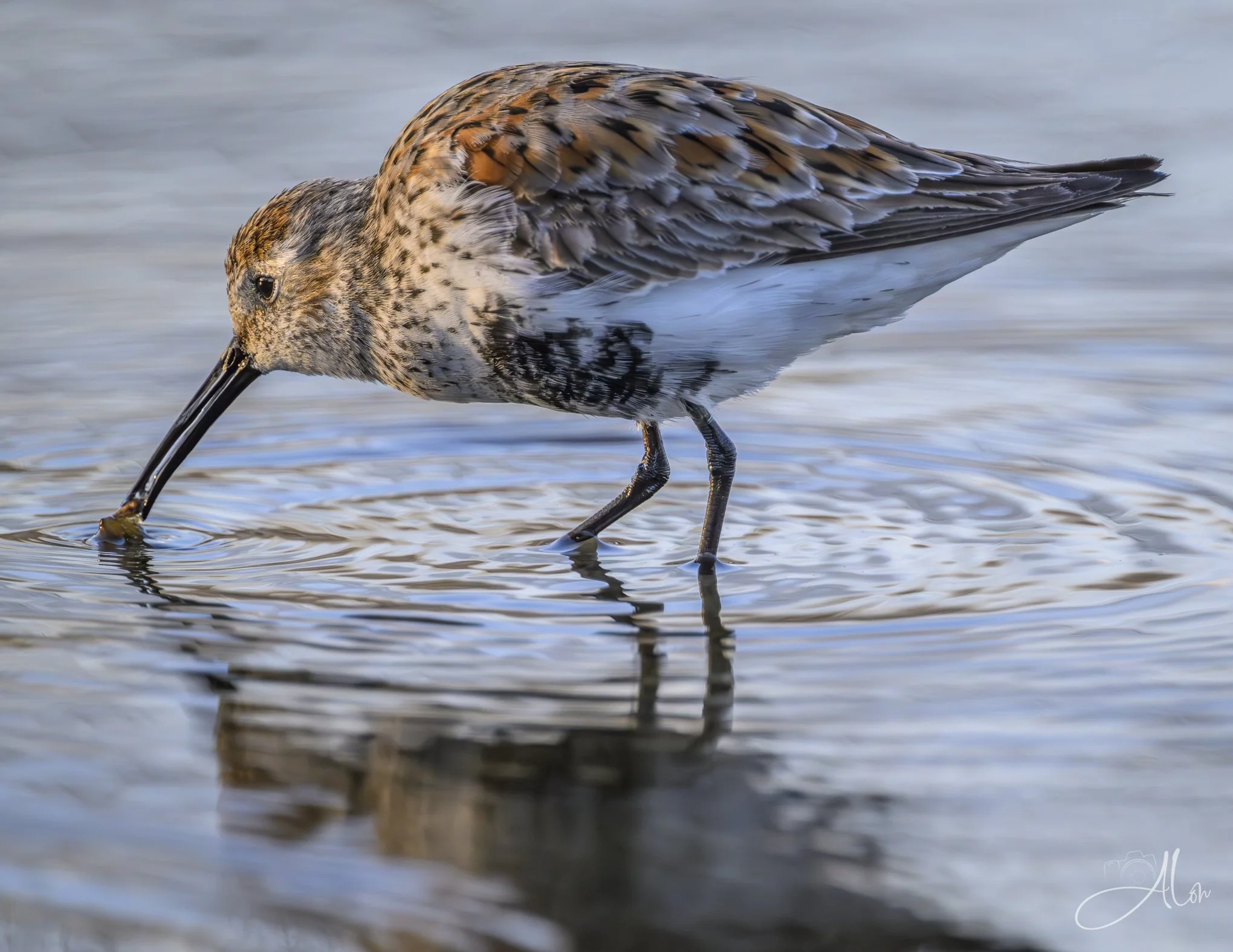 Like Boba Tea
(Dunlin)
0Z84508