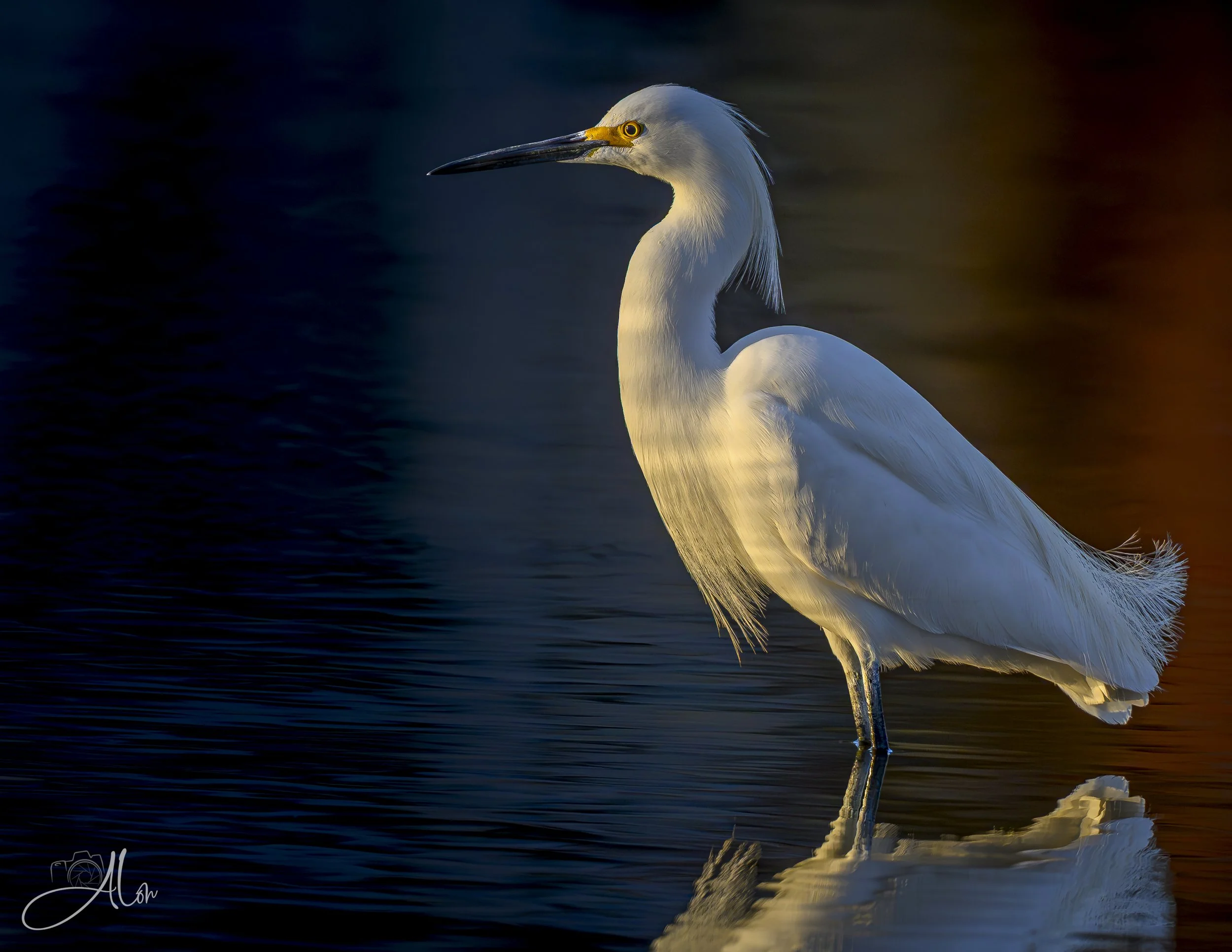 American Patriot (Snowy Egret) 0Z83345