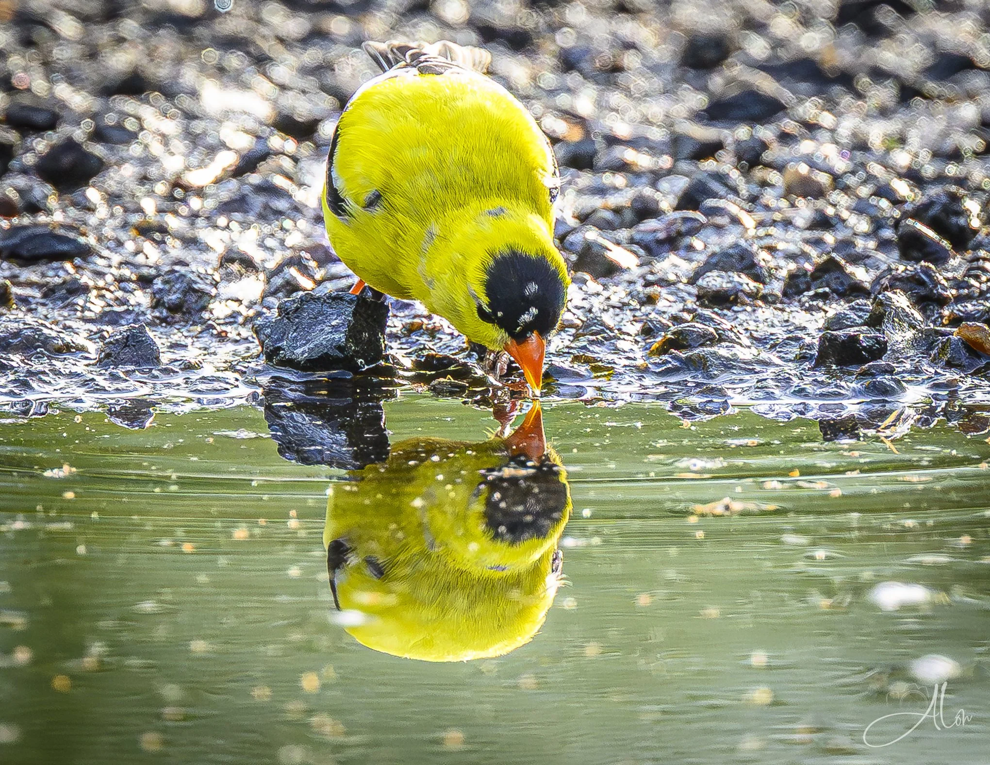 Reflecting Pool (American Goldfinch) 0Z84525
