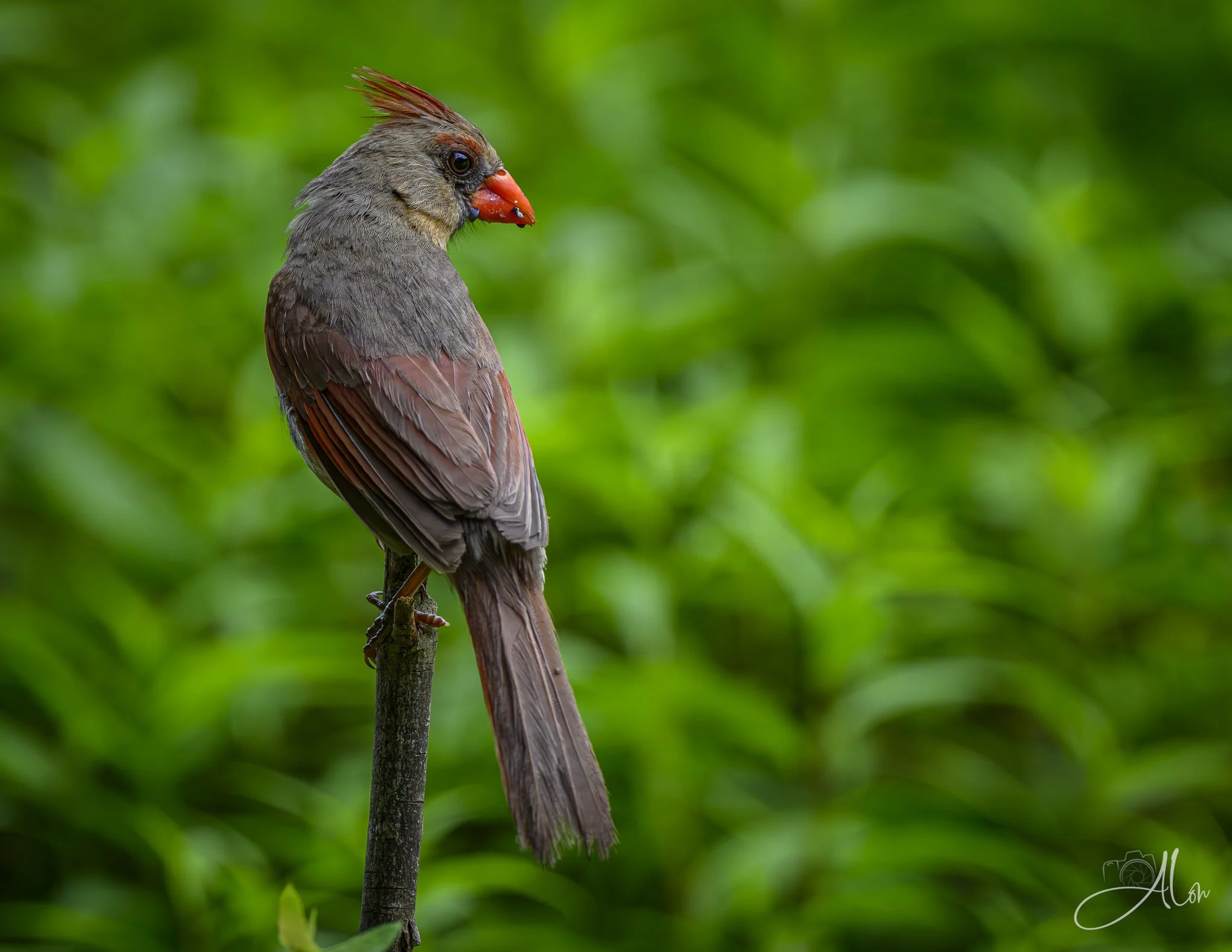 Mauve (Northern Cardinal) Z8062726_3729