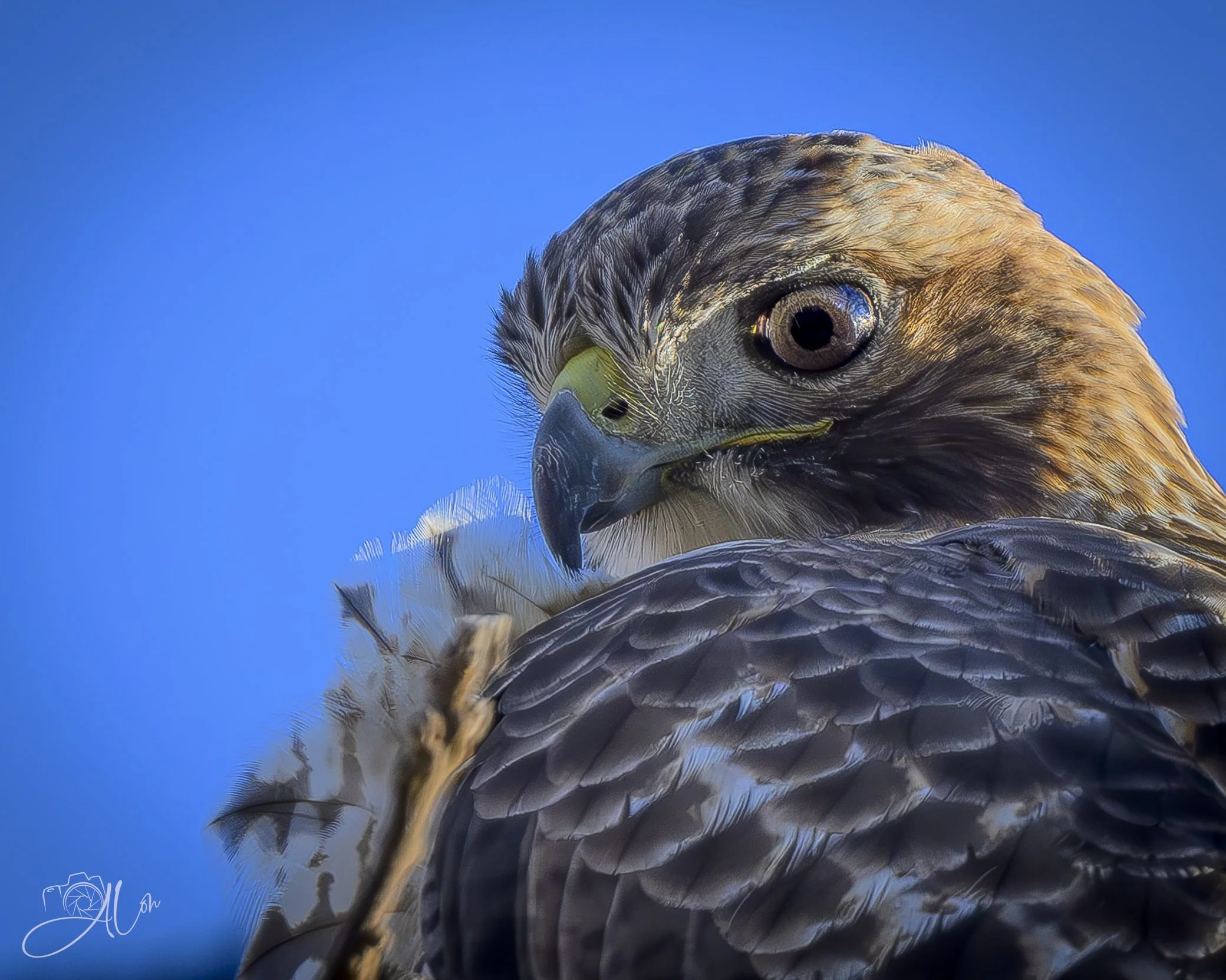 Ready to Evacuate
(Red-Tailed Hawk)
0Z87495