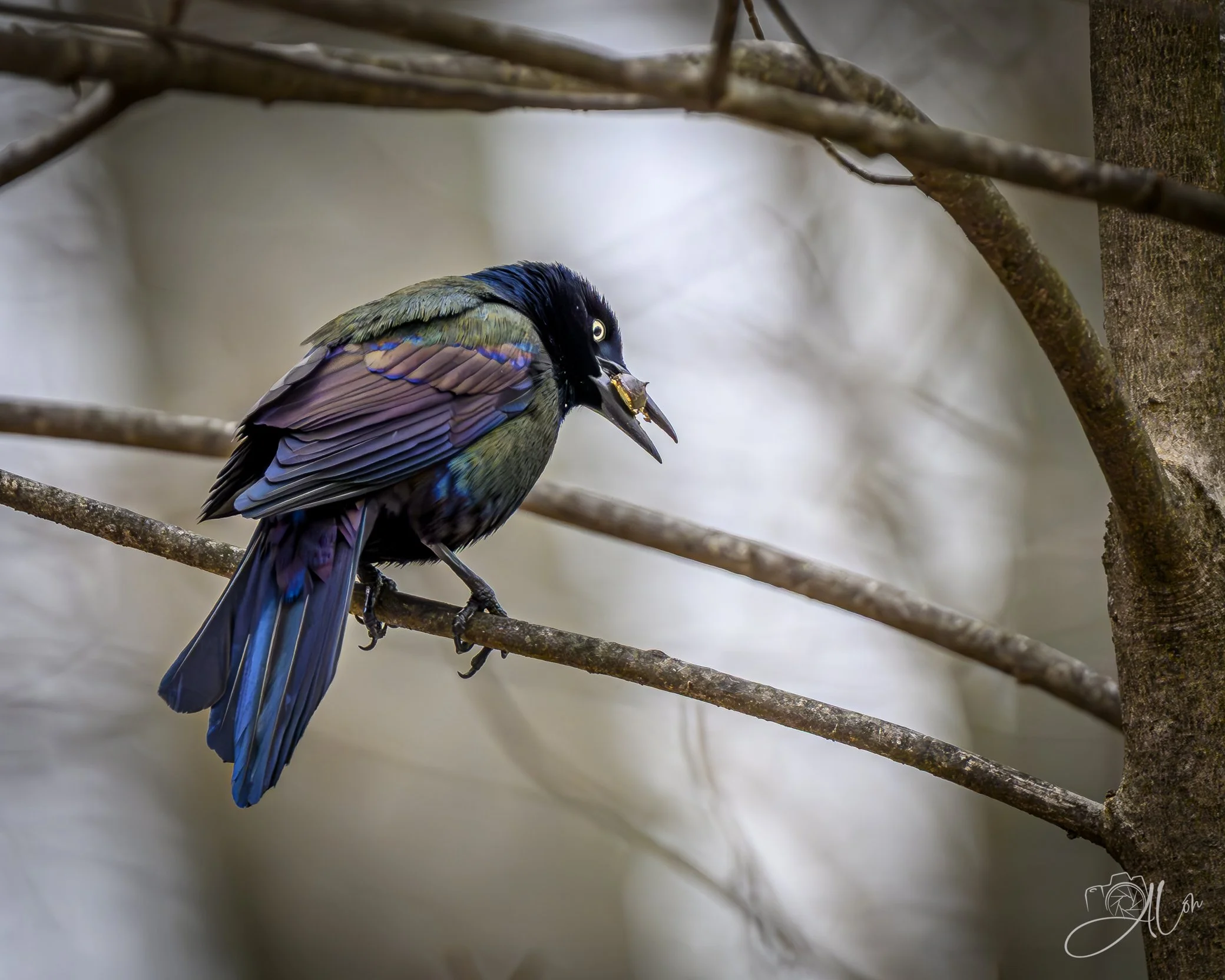 Rainbow Grackle 1
(Common Grackle)
0Z84617
