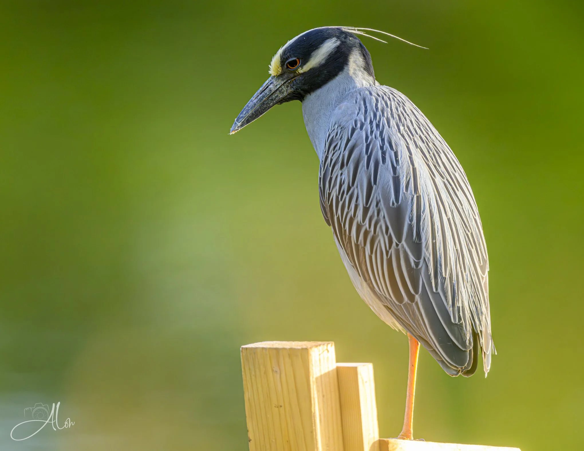 Underglow (Yellow-Crowned Night Heron) 0Z84181