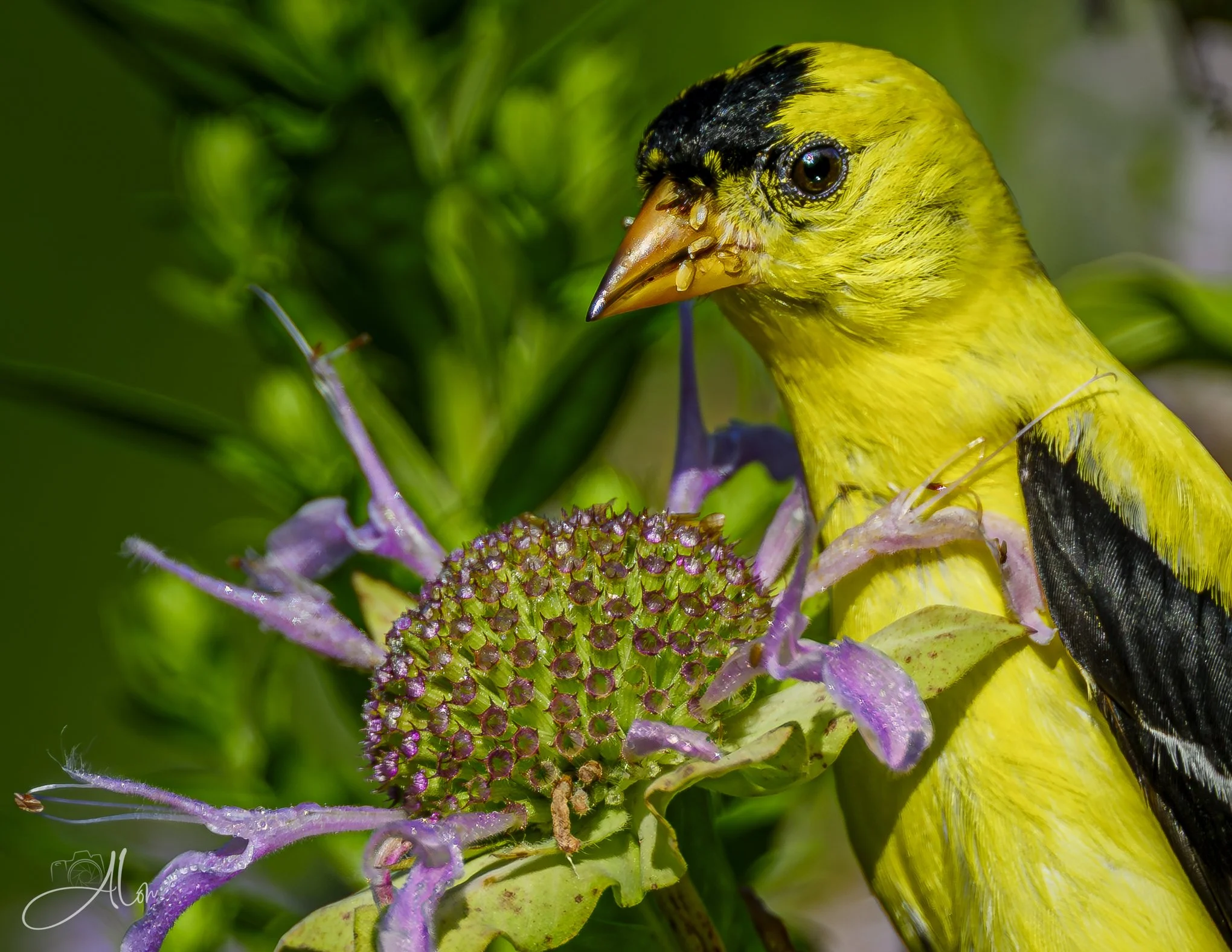 Sticky Seeds (American Goldfinch) _0Z80065