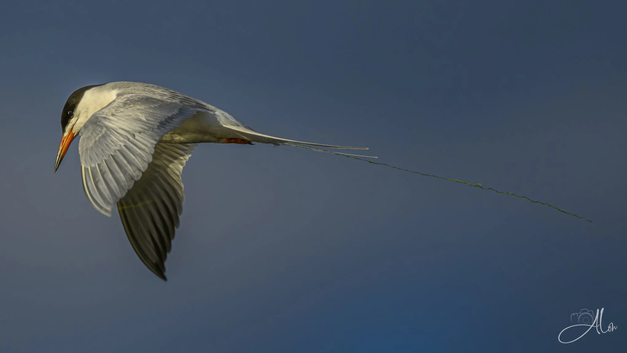 (Foster's Tern)
0Z87718