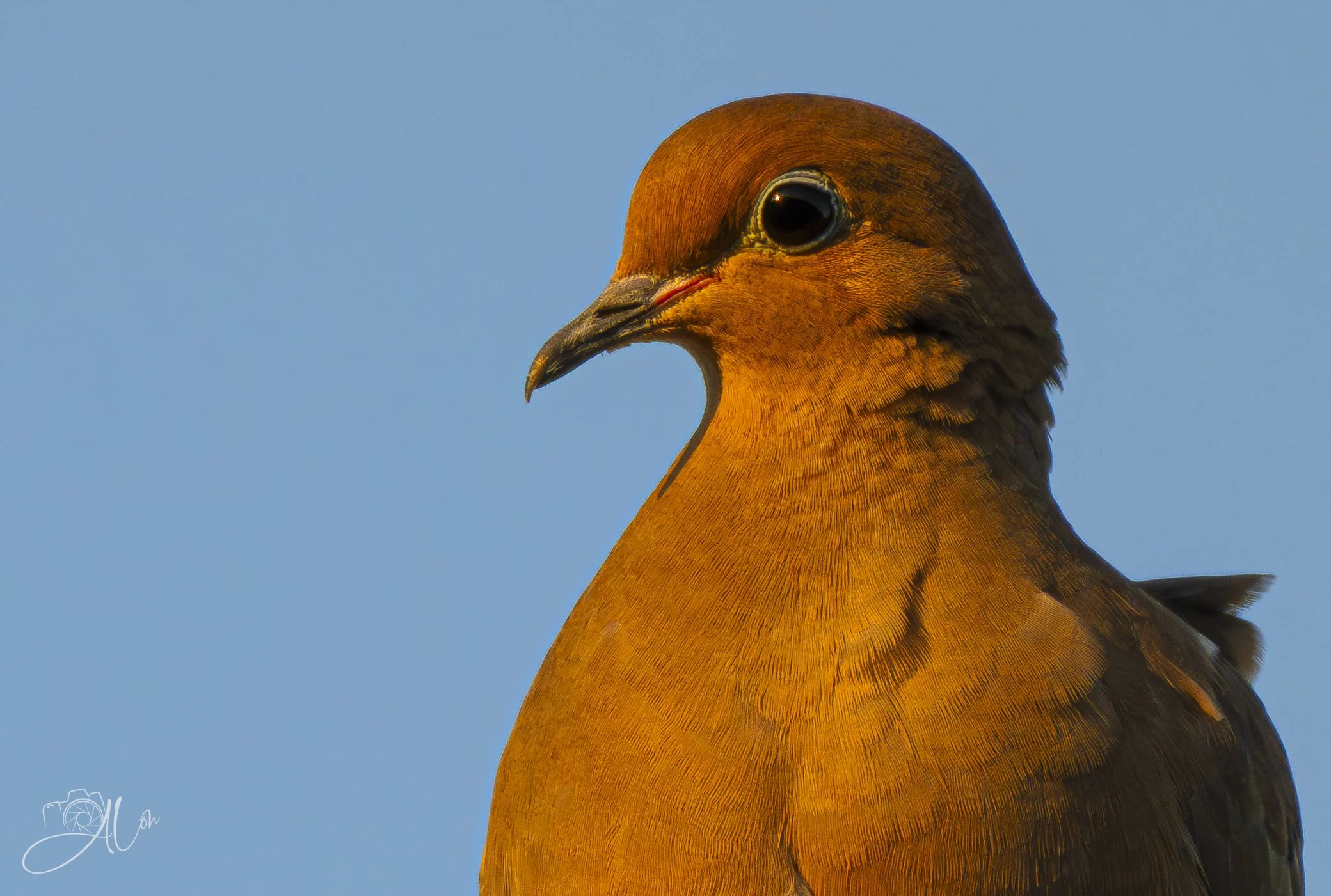 Dusky Dove
(Mourning Dove)
0Z89677