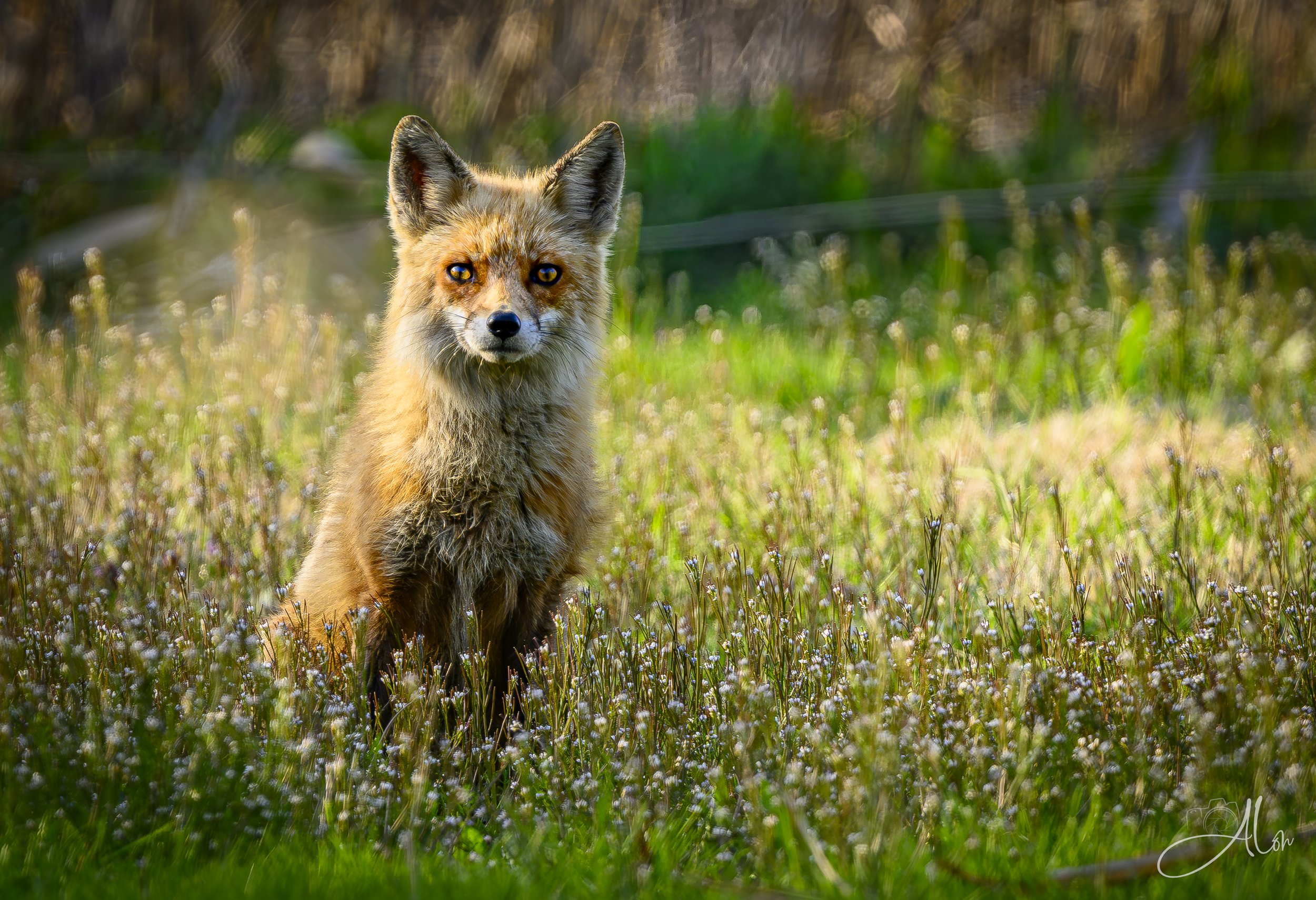 The Great Staredown (Red Fox) 0Z89088