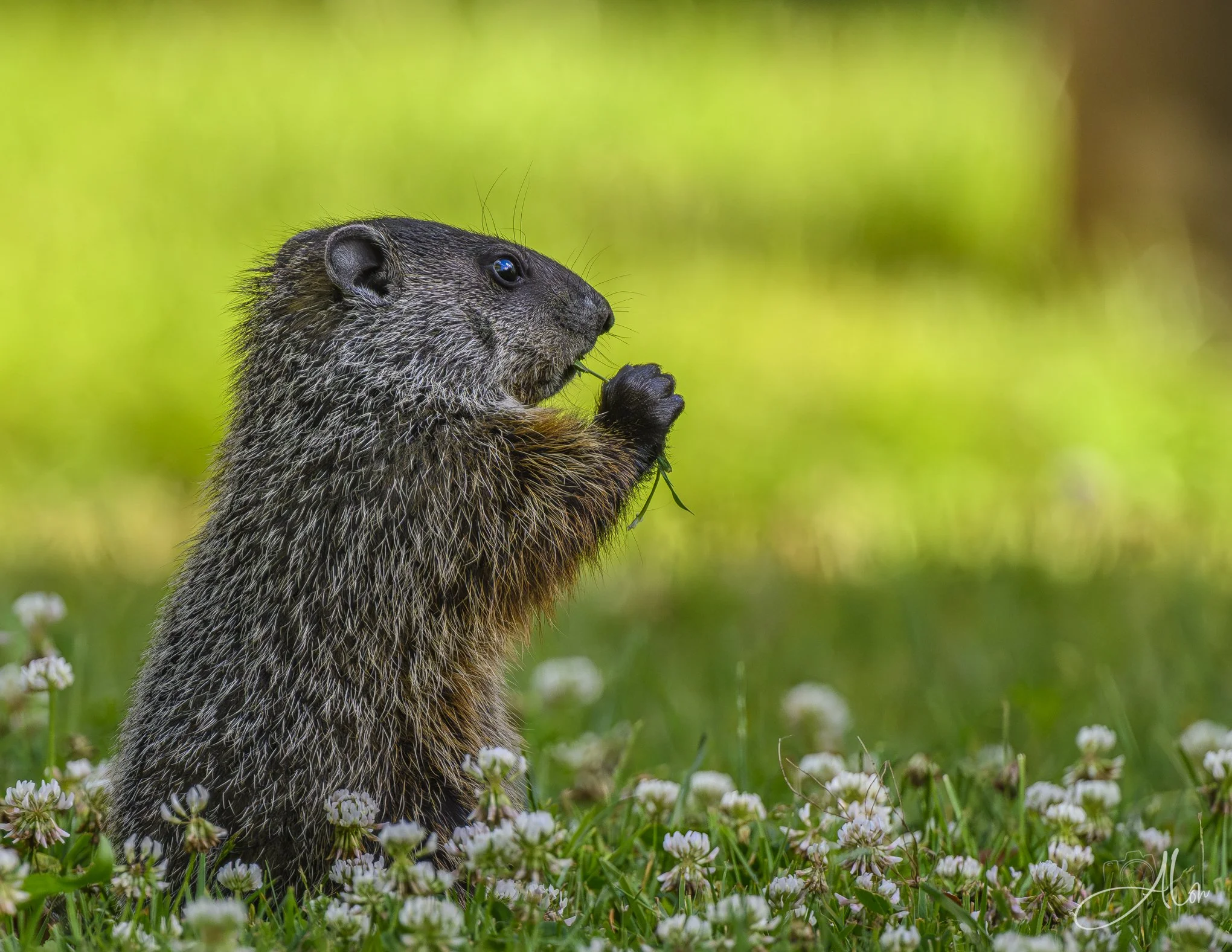 Chewing On a Piece of Grass (Groundhog) 06-18-26_0Z8_3449