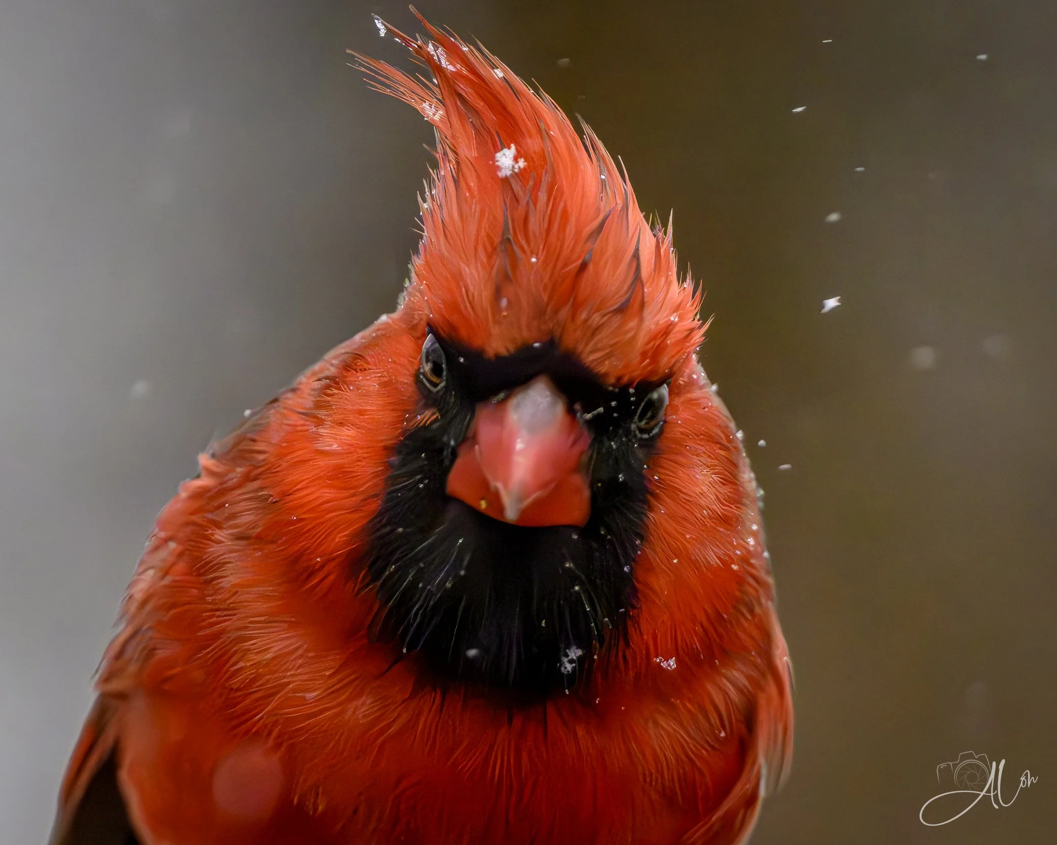 Visine Won't Help
(Northern Cardinal)
0Z86837