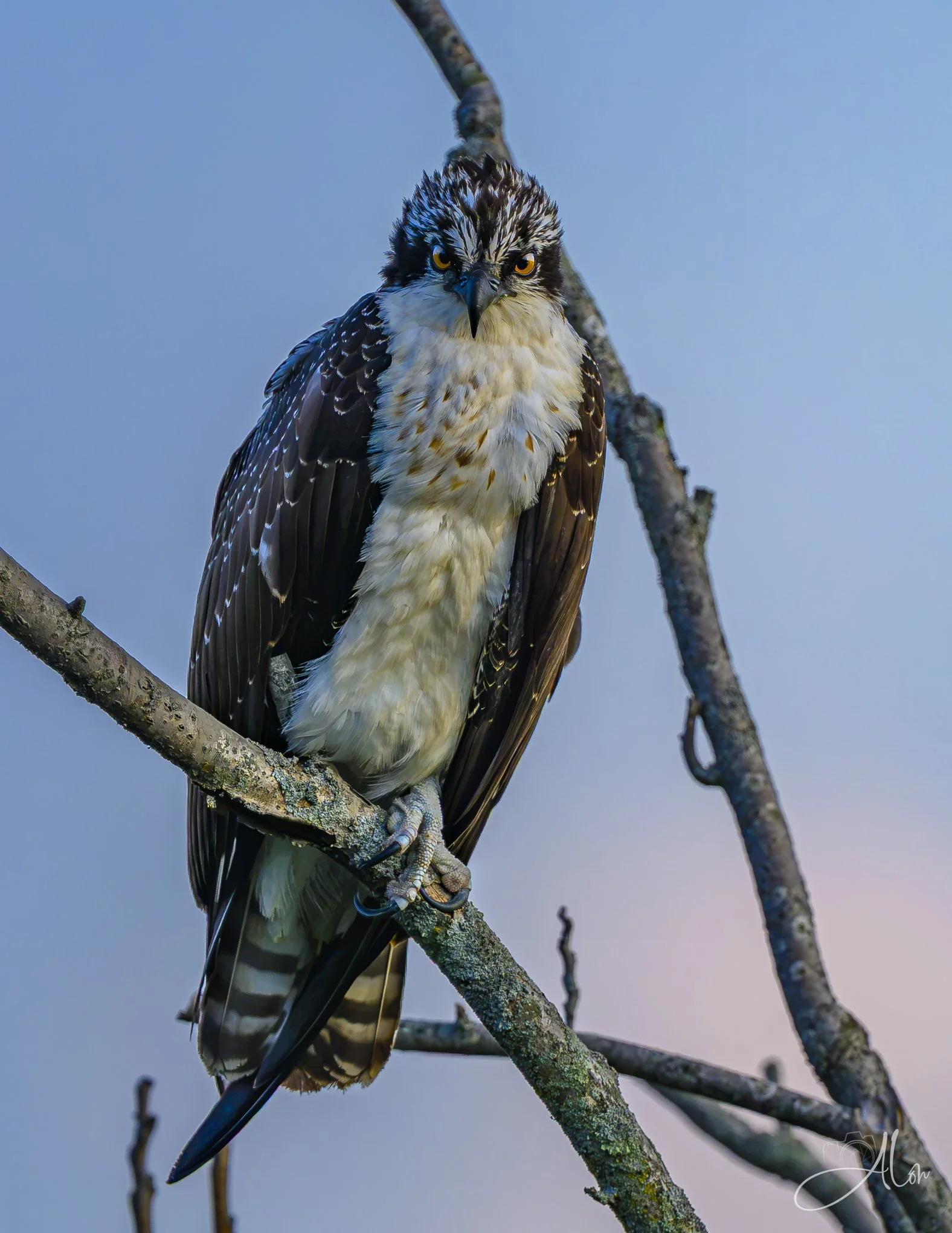 I Don't Care About You (Osprey) 082426_1220