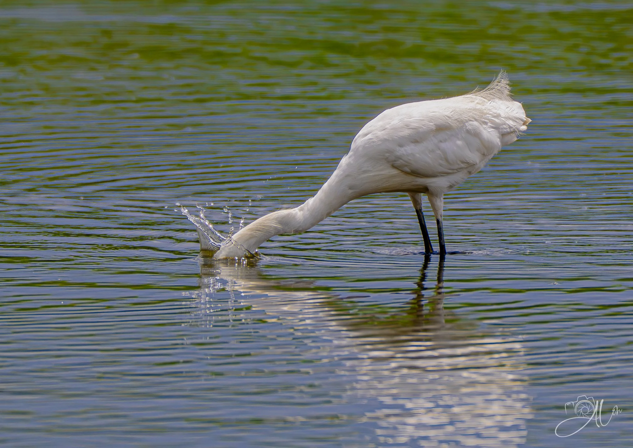 Imitation Ostrich
(Snowy Egret)
0Z87254 
