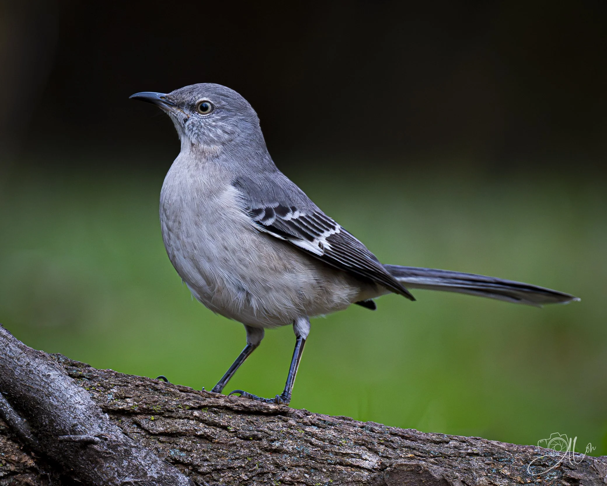 Emerald Skies
(Northern Mockingbird)
0Z88040