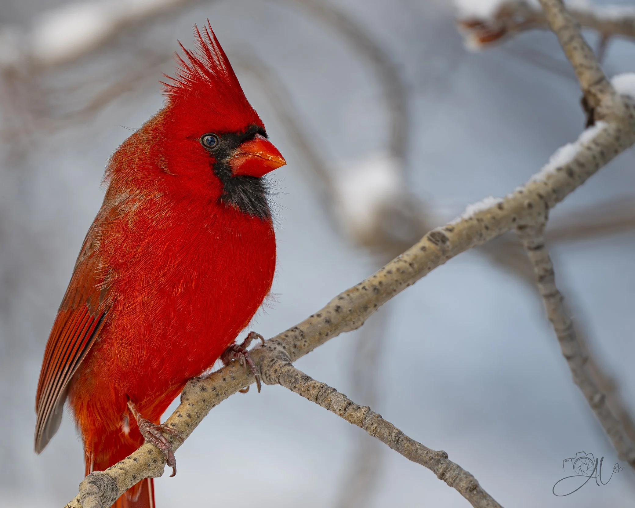 Waiting for My 15 Minutes
(Northern Cardinal)
0Z87555