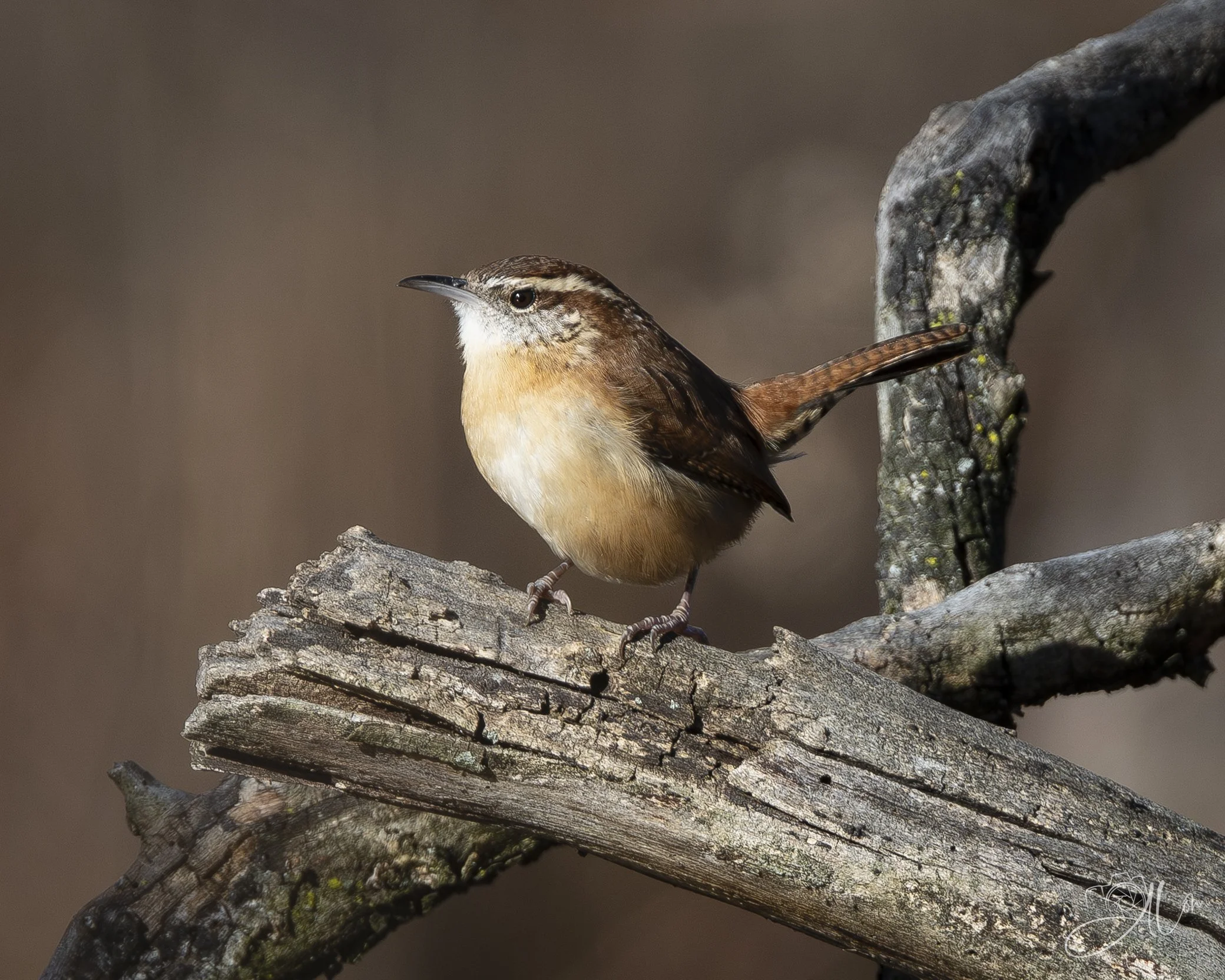 Hogging the Mic
(Carolina Wren)
0Z81120