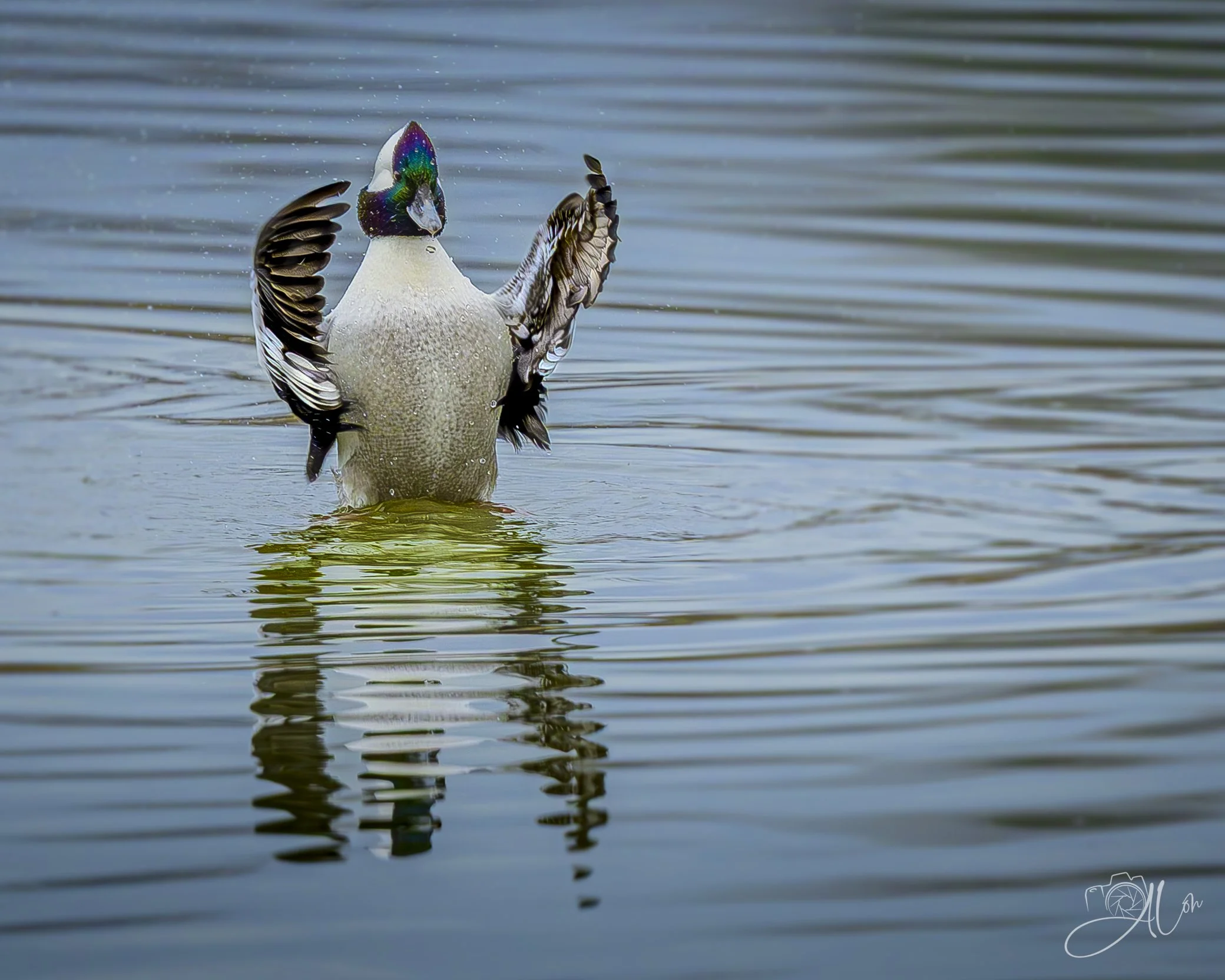 ConDUCKtor
(Bufflehead)
0Z82084