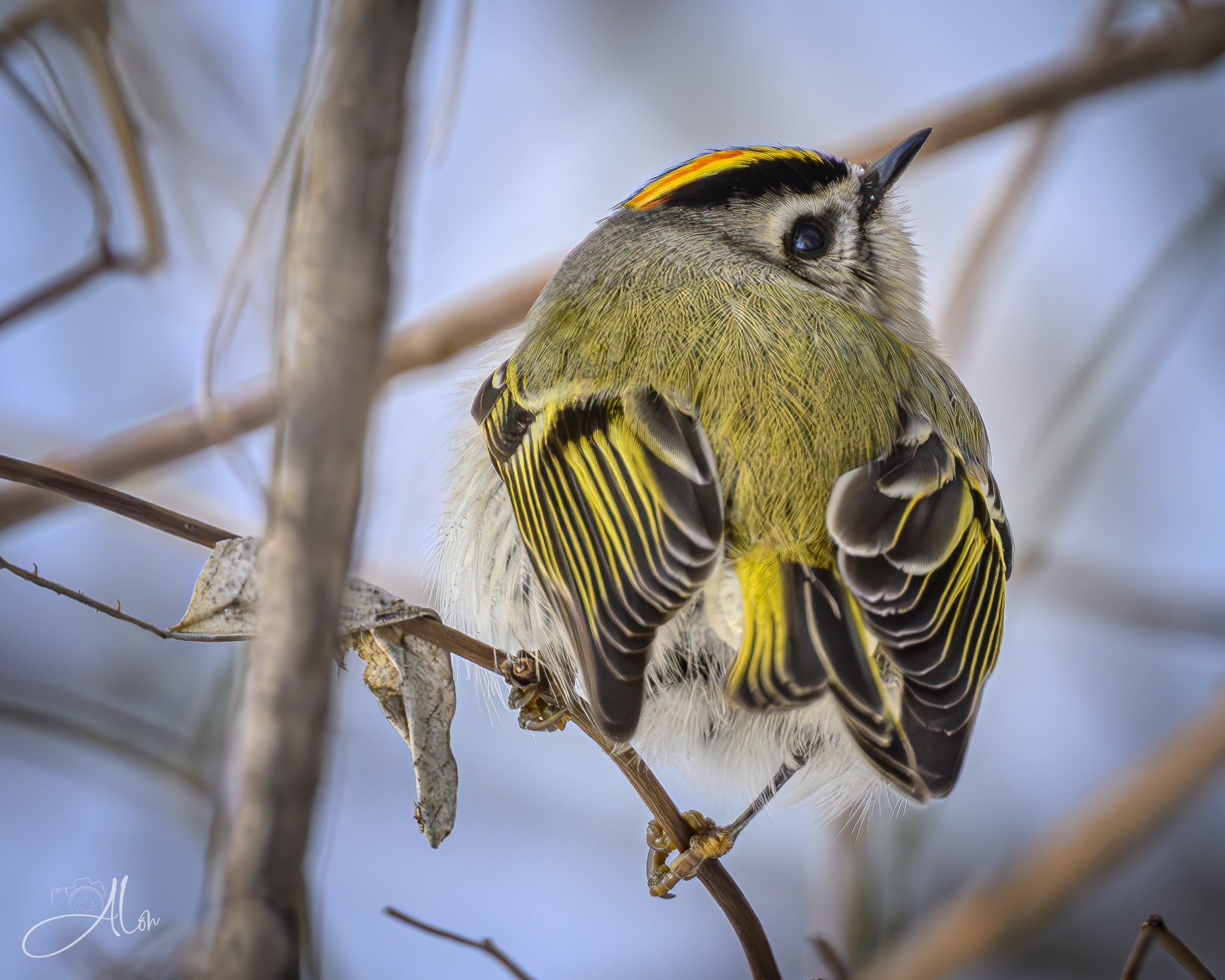 Meth On Wings (Orange-Crowned Kinglet) 0Z83993
