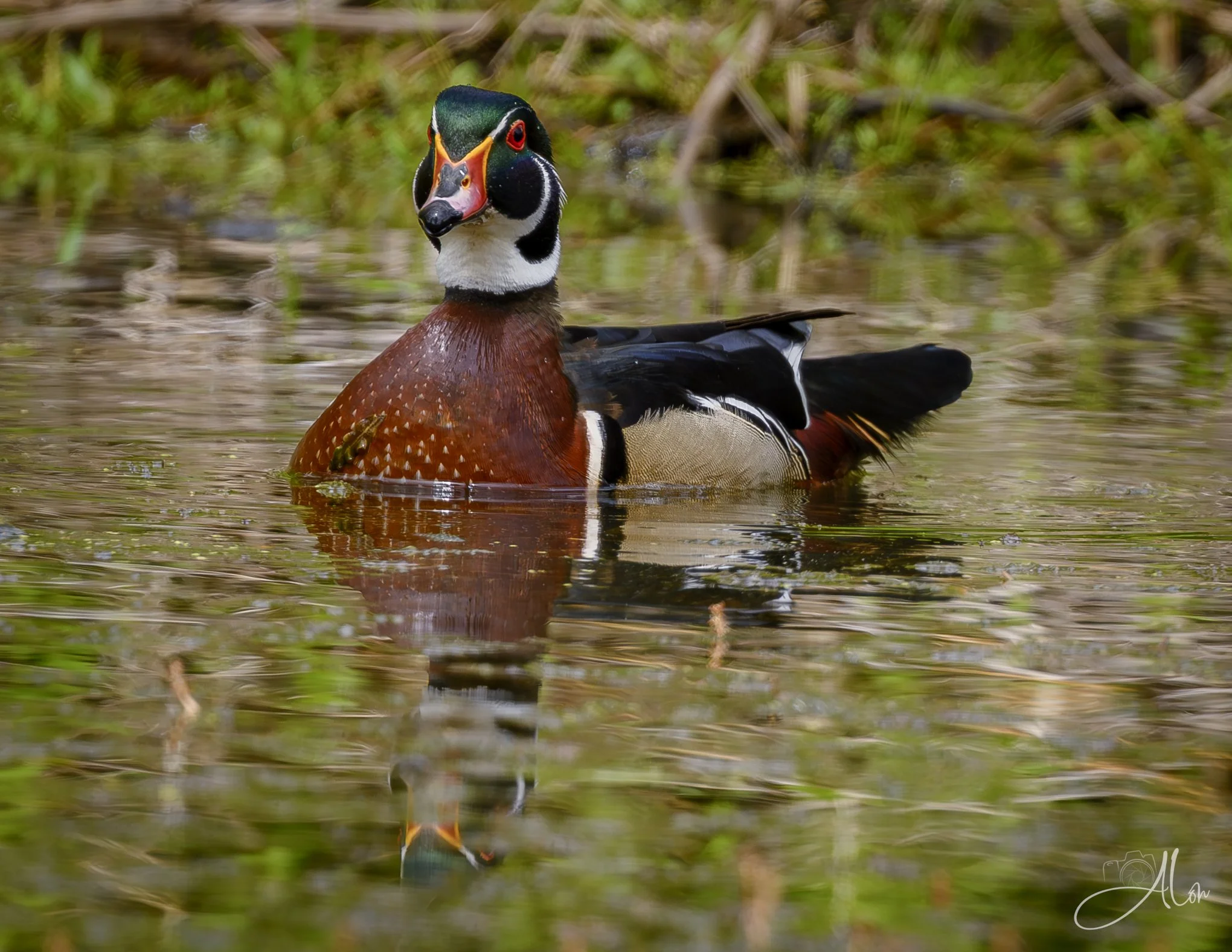 (Wood Duck)
0Z80225