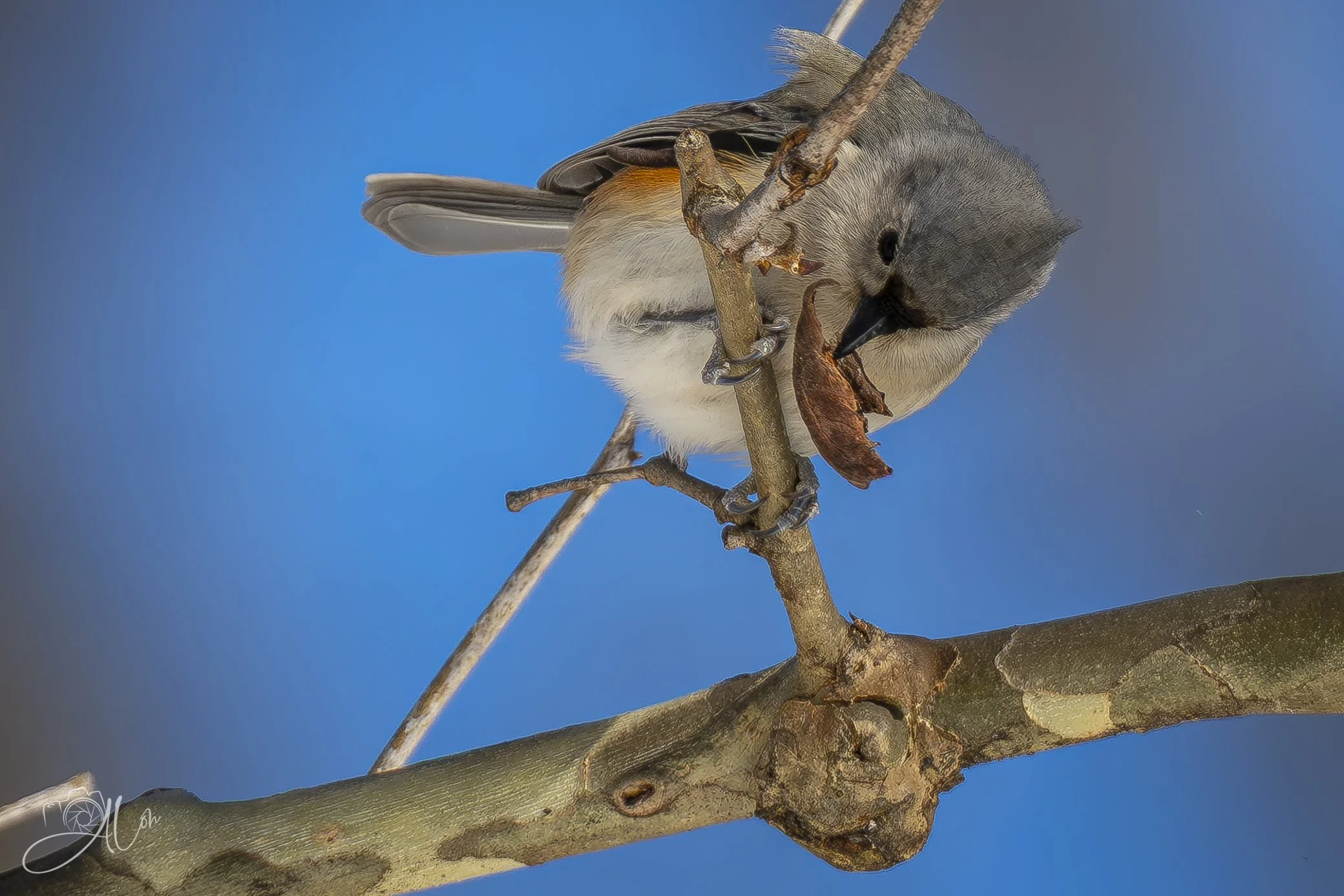 Get Your Daily Fiber
(Tufted Titmouse)
0Z81120