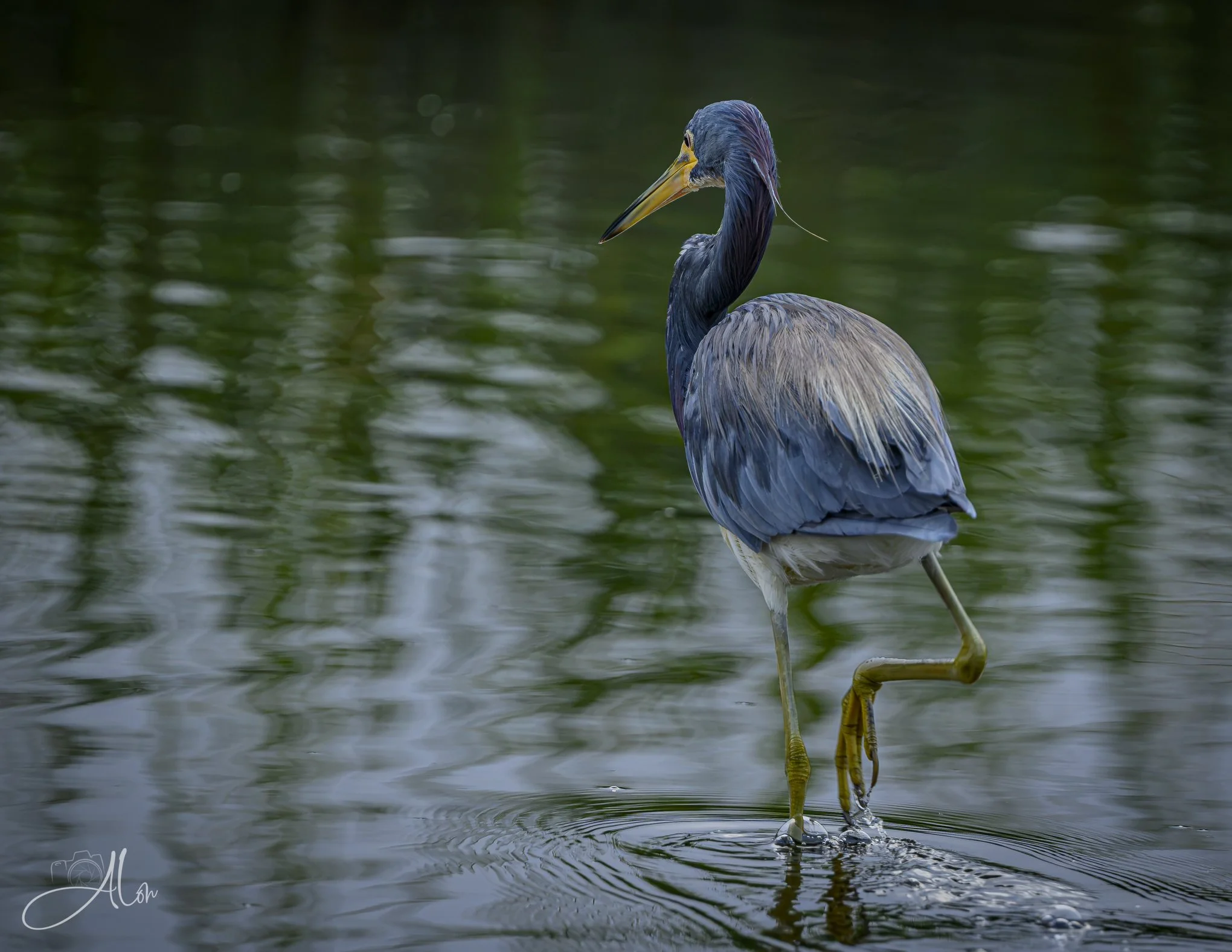 Rearview Unmatched (Tricolored Heron) 081926_0466