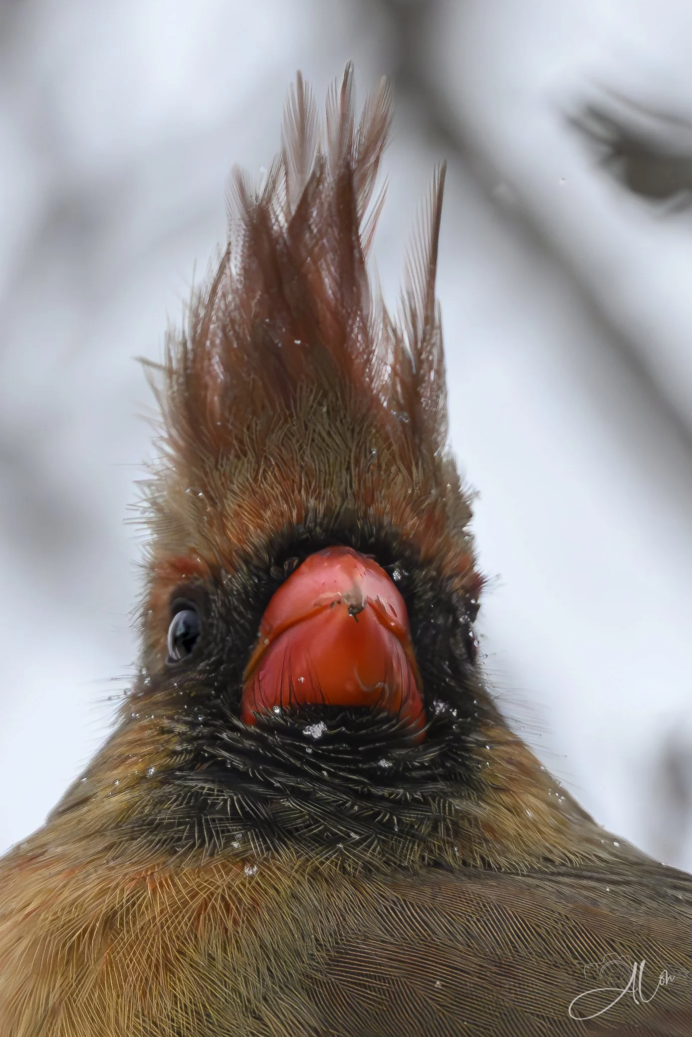 Eraserhead
(Northern Cardinal)
0Z87678