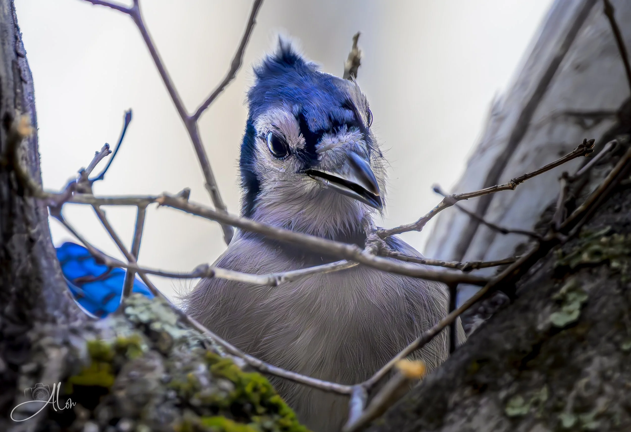 Making the Bed (Blue Jay) 0Z88234