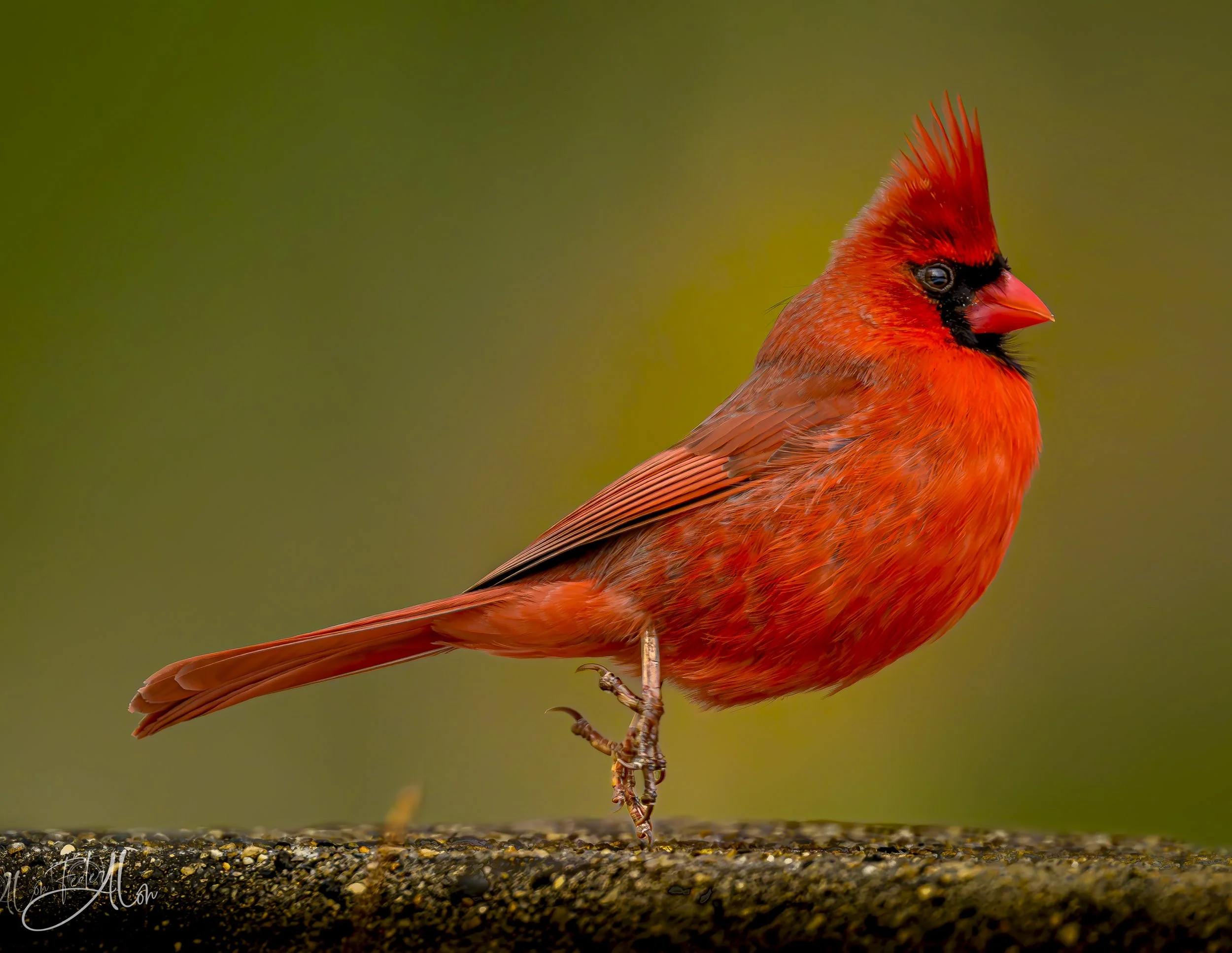Twinkletoes (Northern Cardinal) 0Z84459-Edit-2
