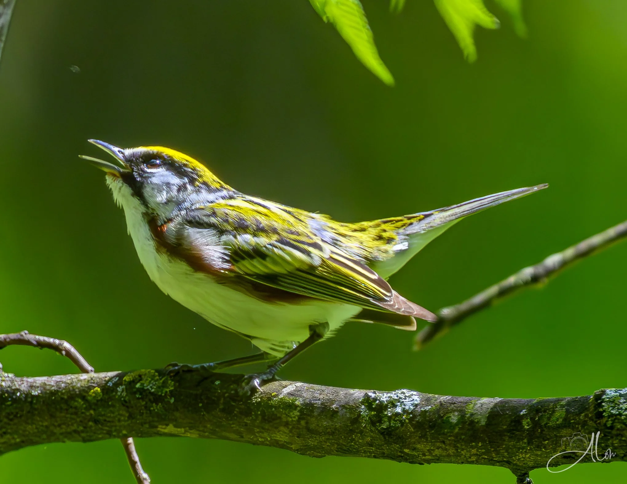 (Chestnut-Sided Warbler)
0Z83617