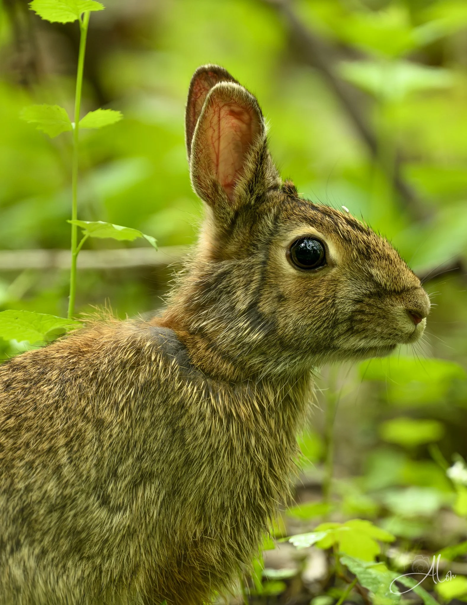 (Eastern Cottontail)
0Z89022