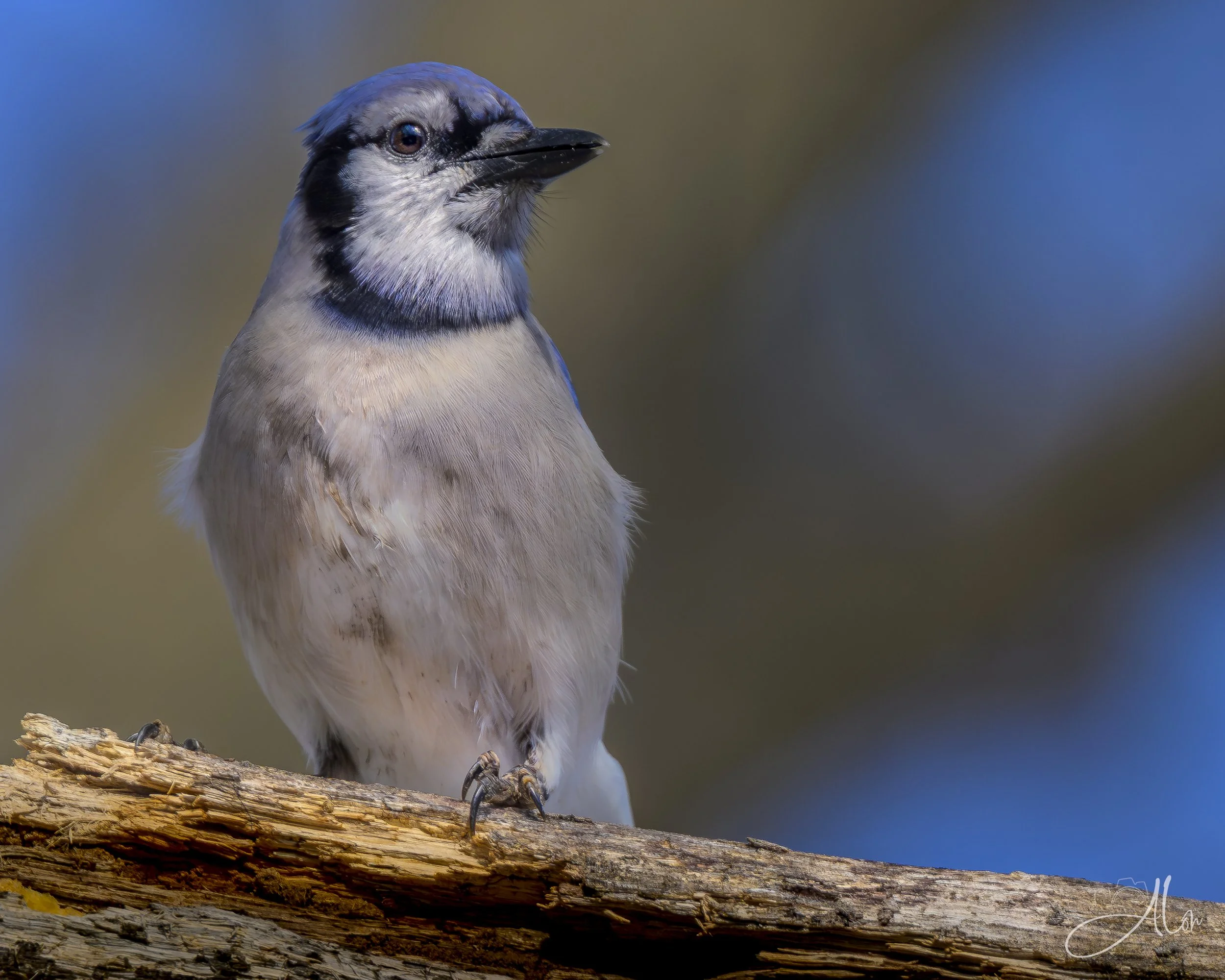 Twiddly Thumbs (Blue Jay) 0Z80759