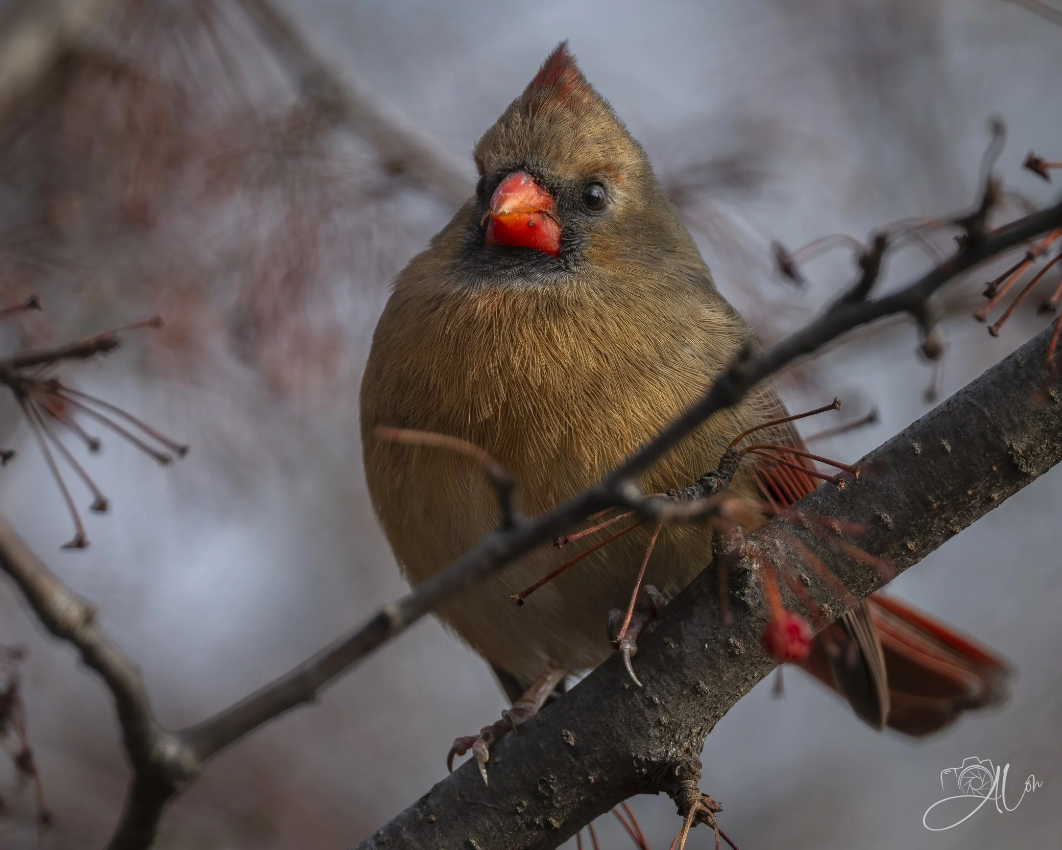 Intimacy
(Northern Cardinal)
0Z86270