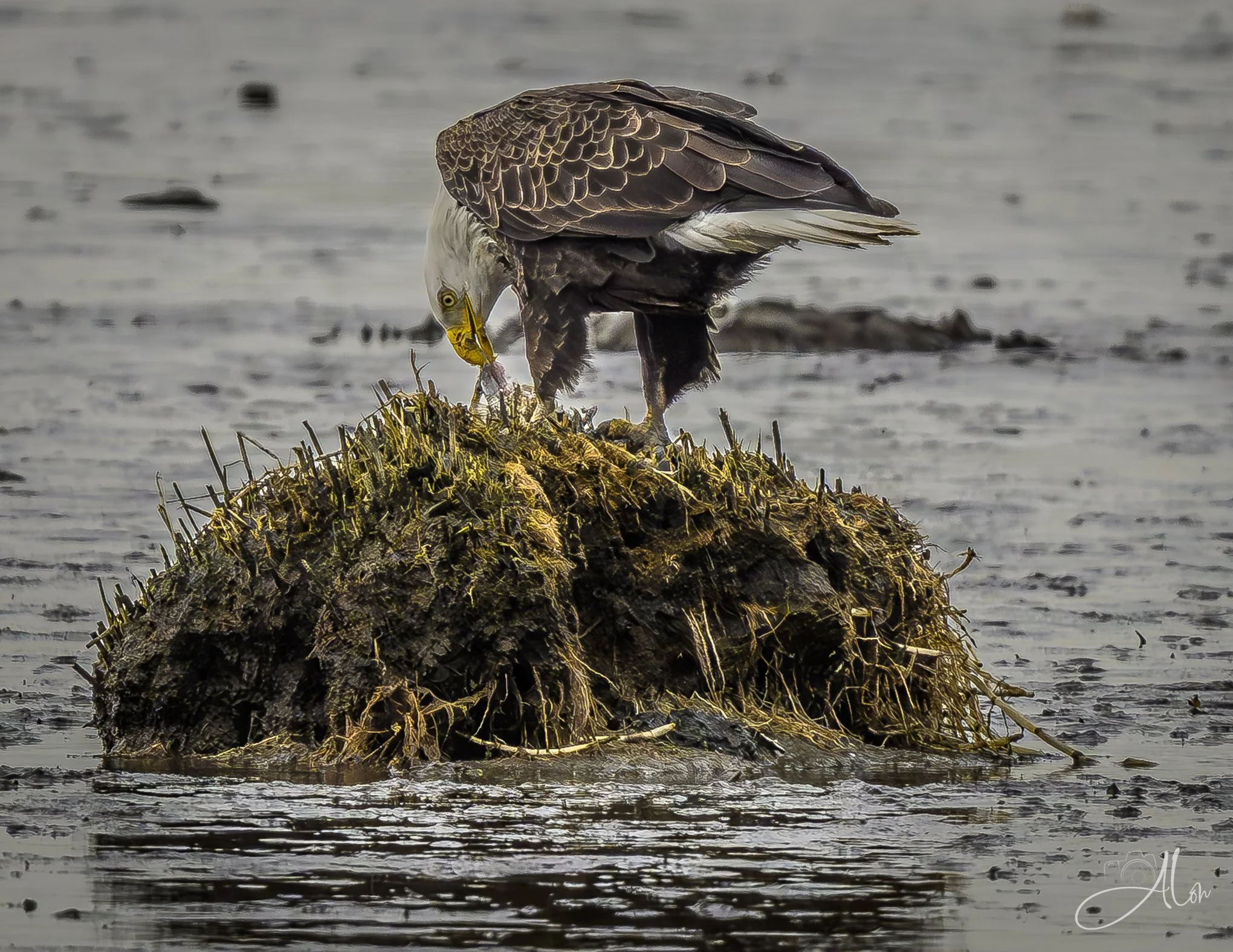 Ambiguous
(Bald Eagle)
0Z83450