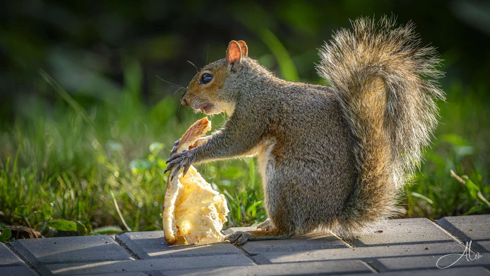 Sausage or Pepperoni (Eastern Gray Squirrel) 082426_0710