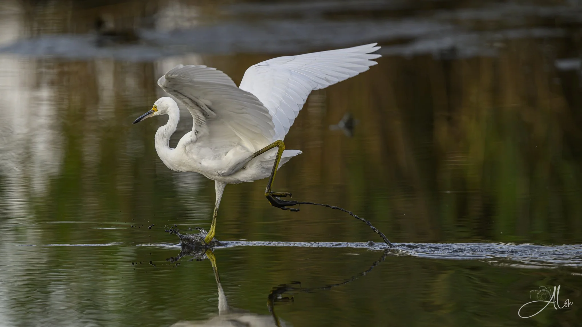 Skating Away (Snowy Egret) 082826_6205