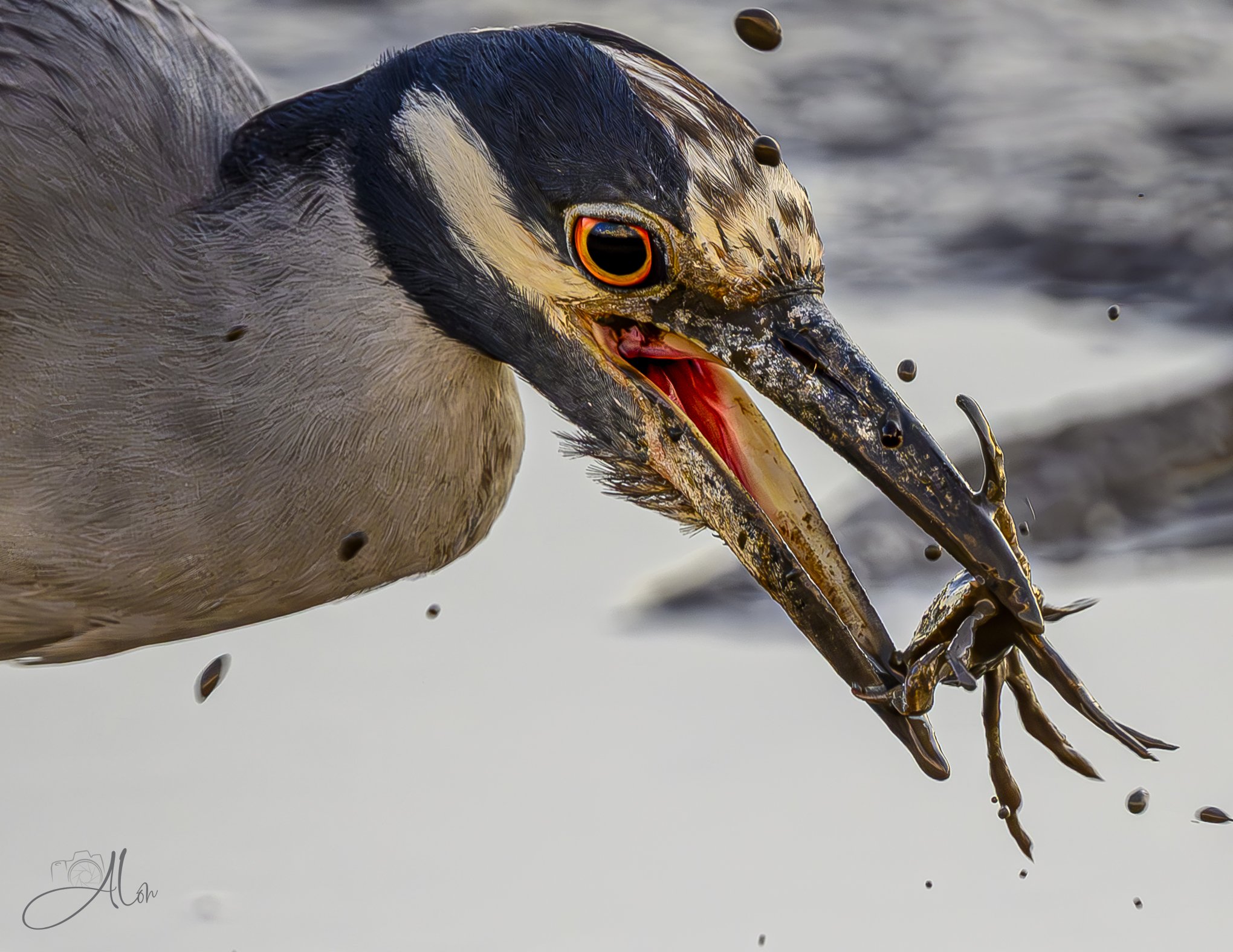 Krispy (Yellow-Crowned Night Heron) 20260731_0070