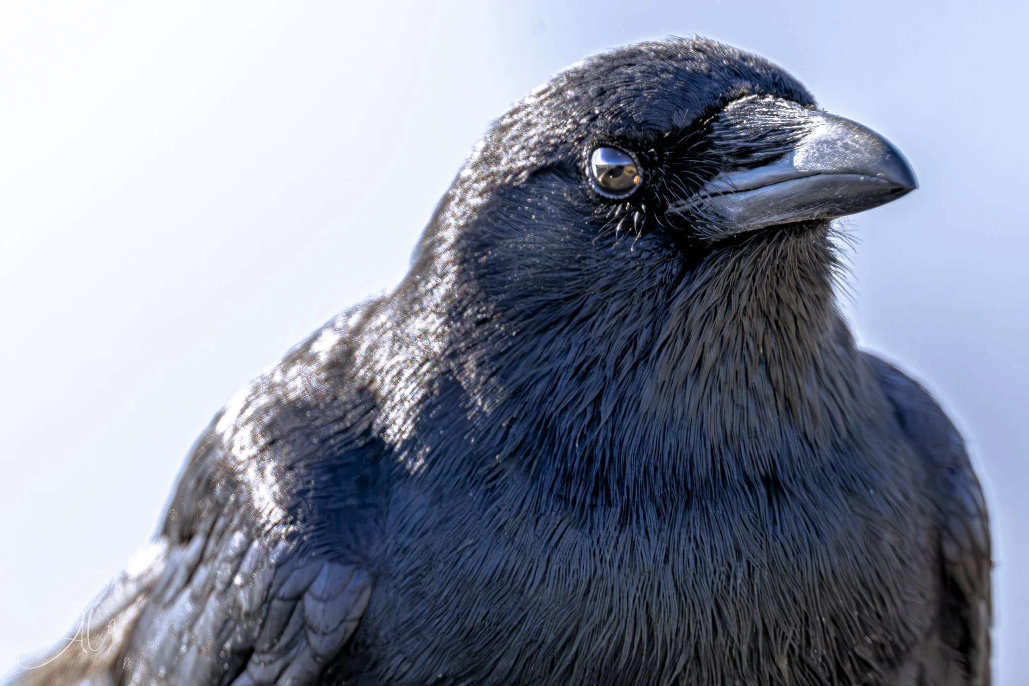 Before the Breath Mint
(Fish Crow)
0Z88485