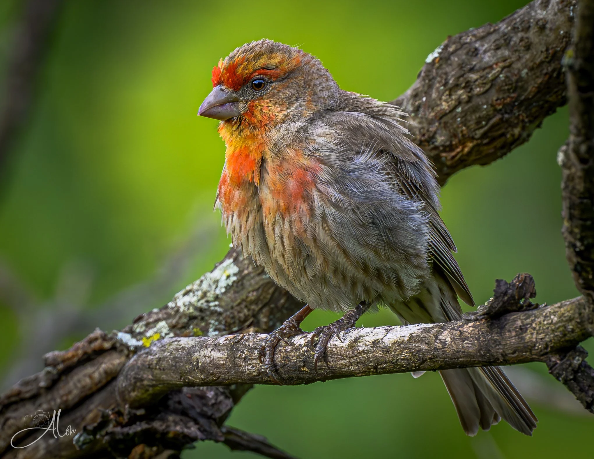 Like Lava (House Finch) 06-19-26_0Z8_4702