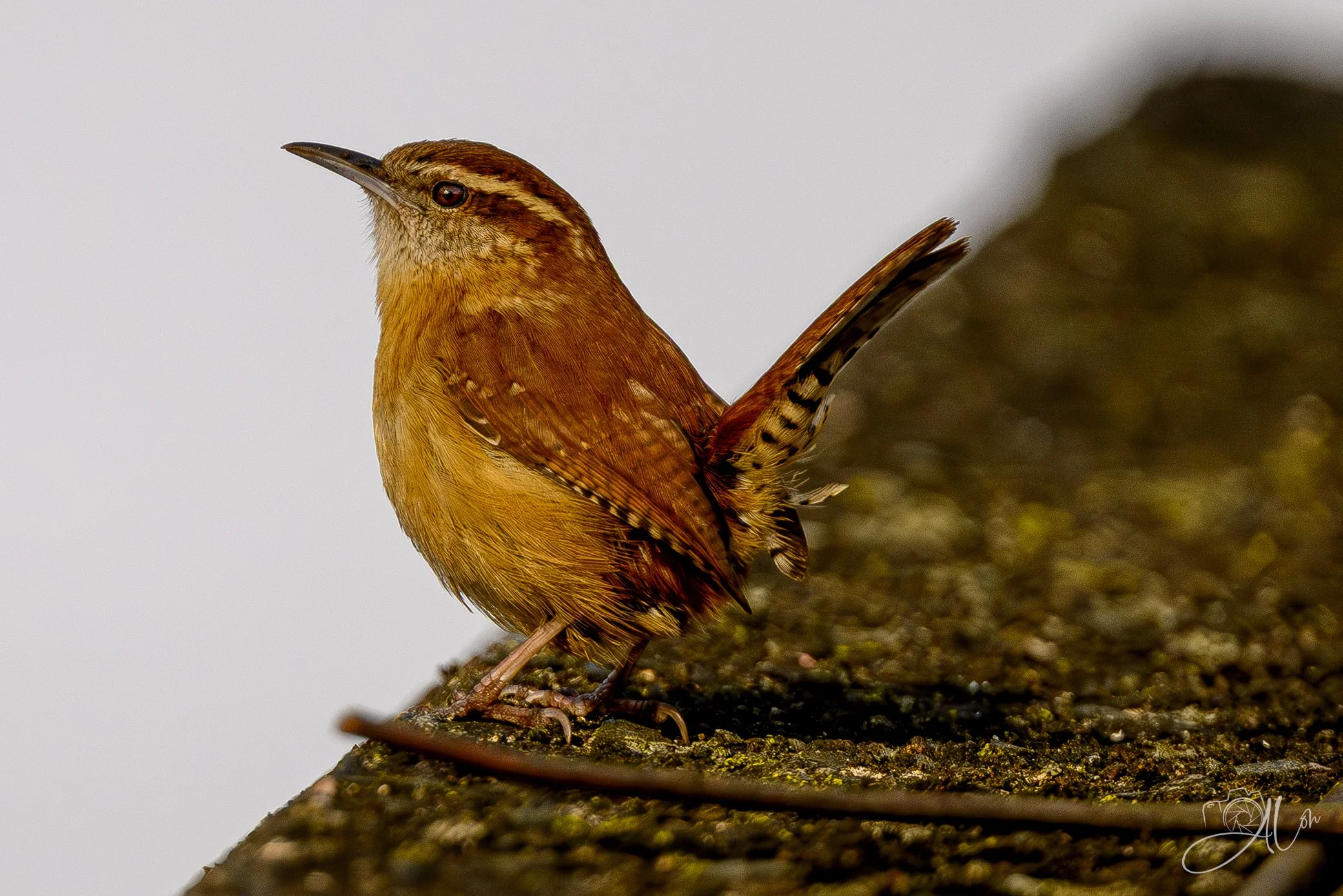Overflow
(Carolina Wren)
0Z88321
