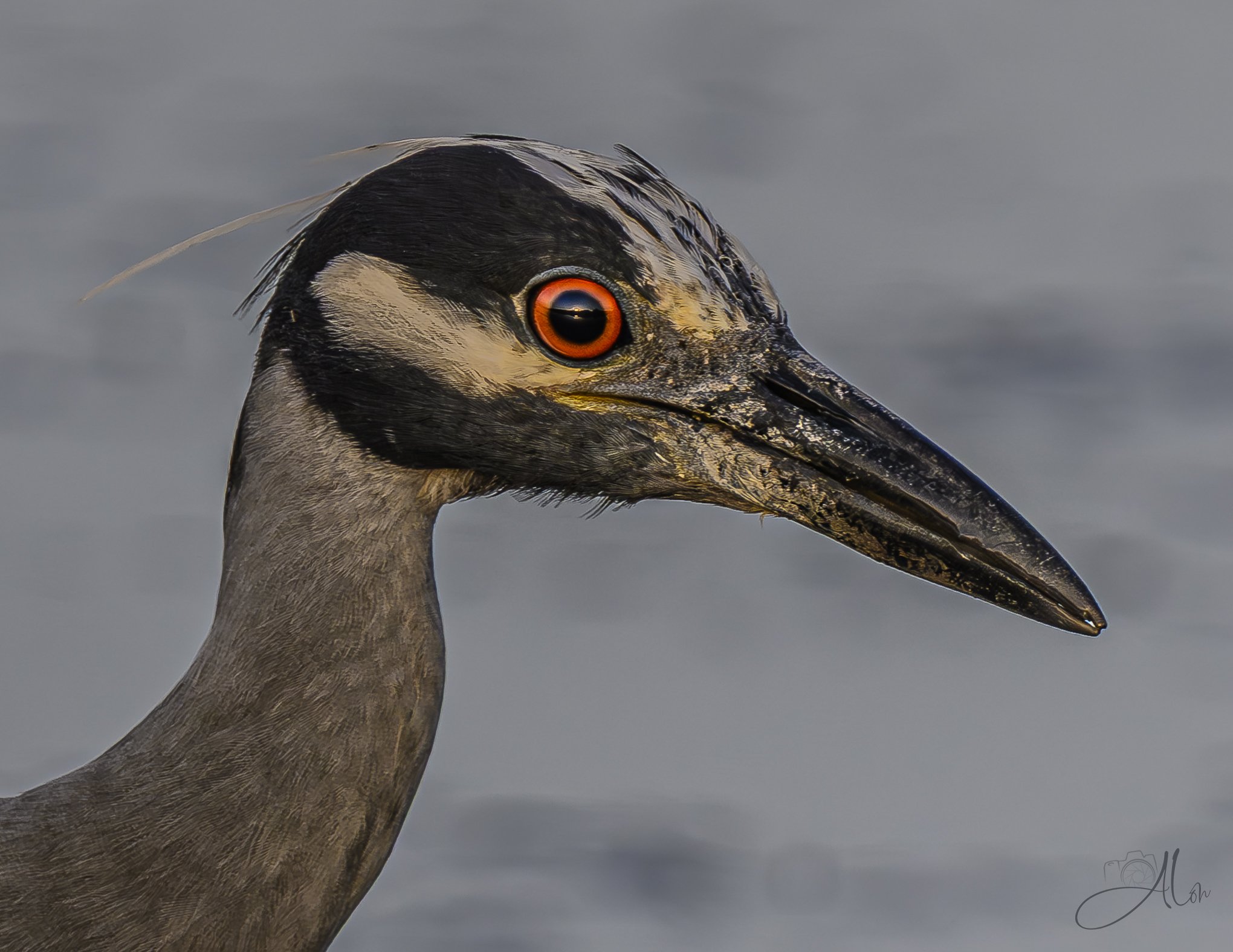 Eye on the Sun (Yellow-Crowned Night Heron) Z8070226_8927