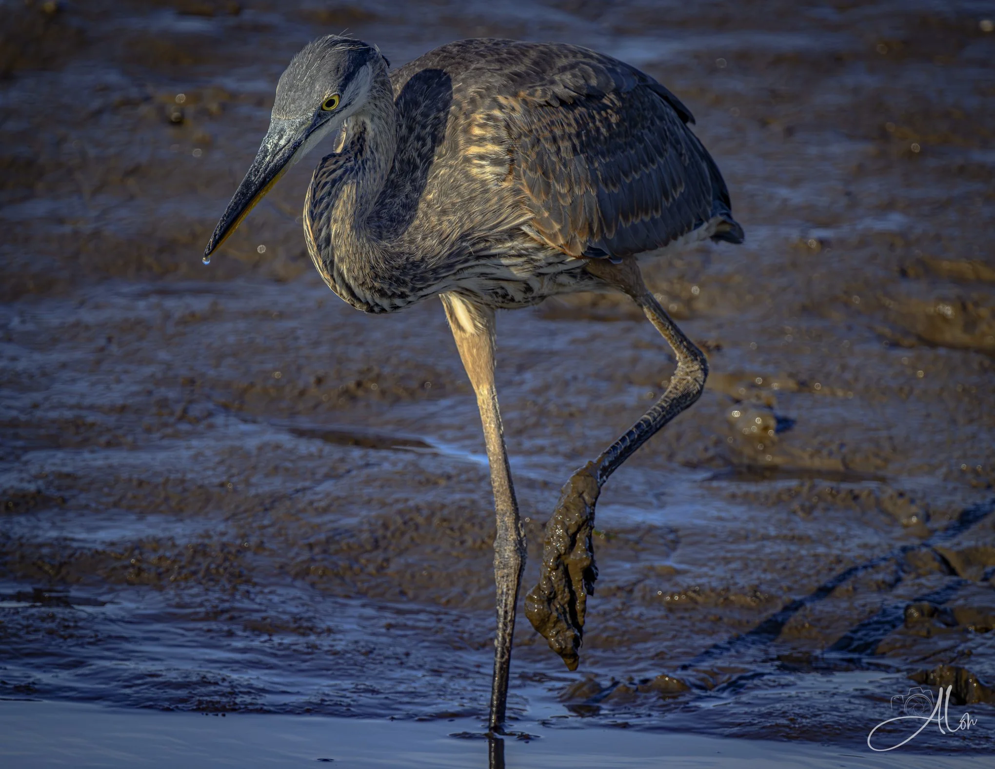 Blue on Blue (Great Blue Heron) Z8070426_7282