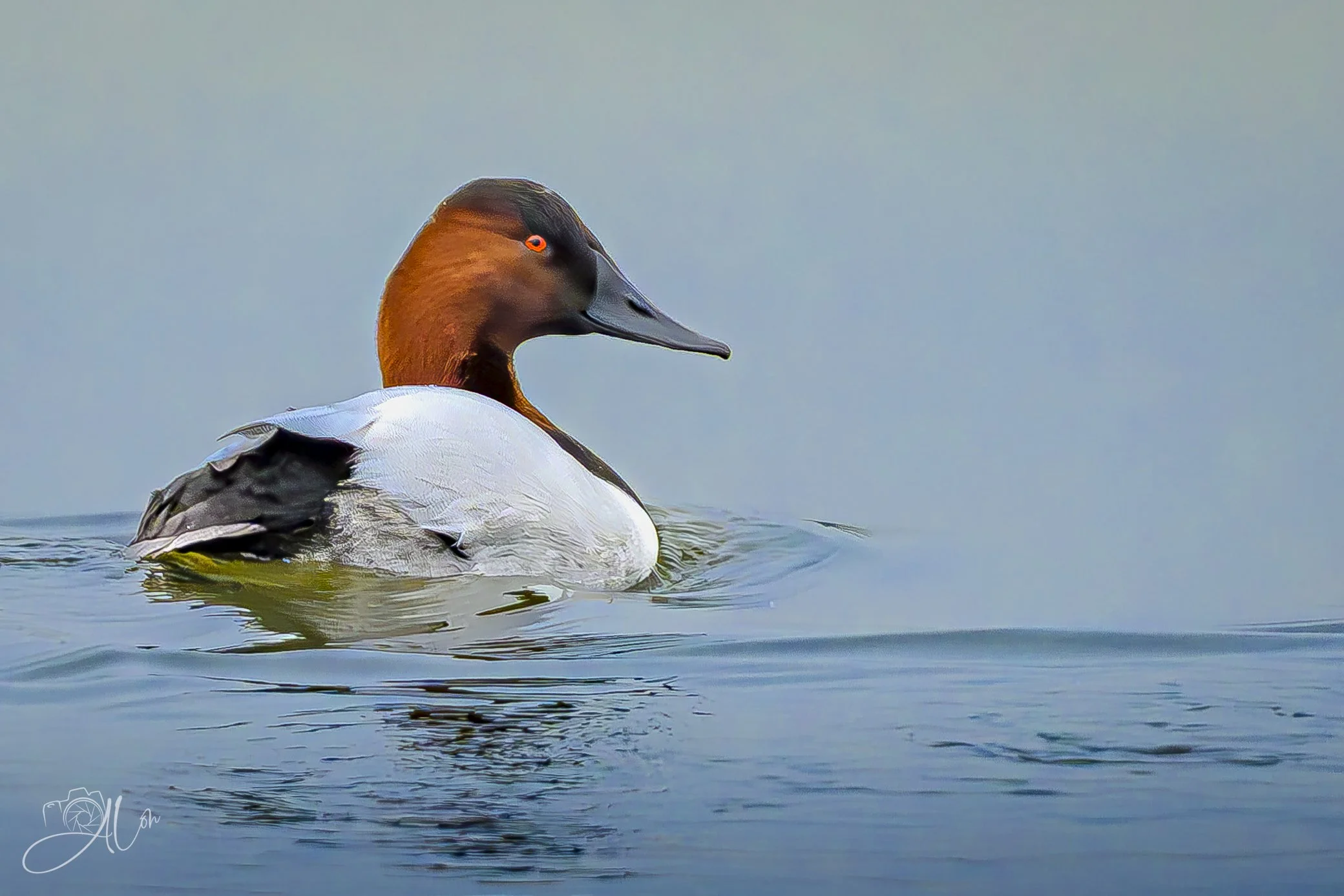 Serenity
(Canvasback)
0Z82574