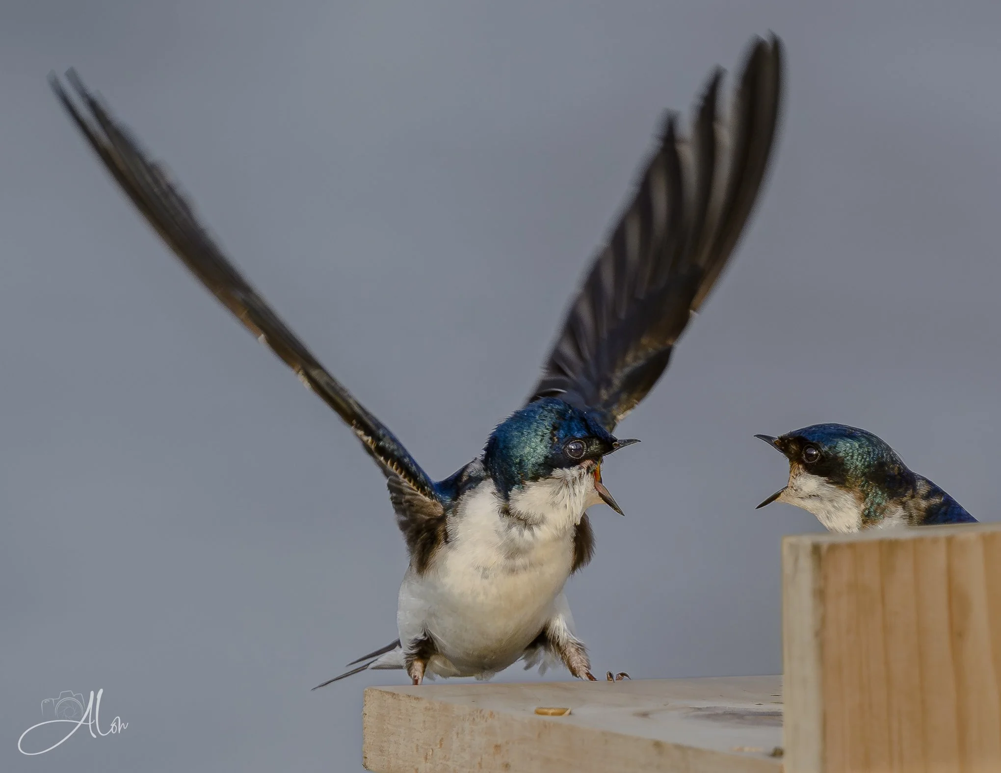 I've Freaking  Had It Up to HERE With You!!!
(Tree Swallow)
0Z85054