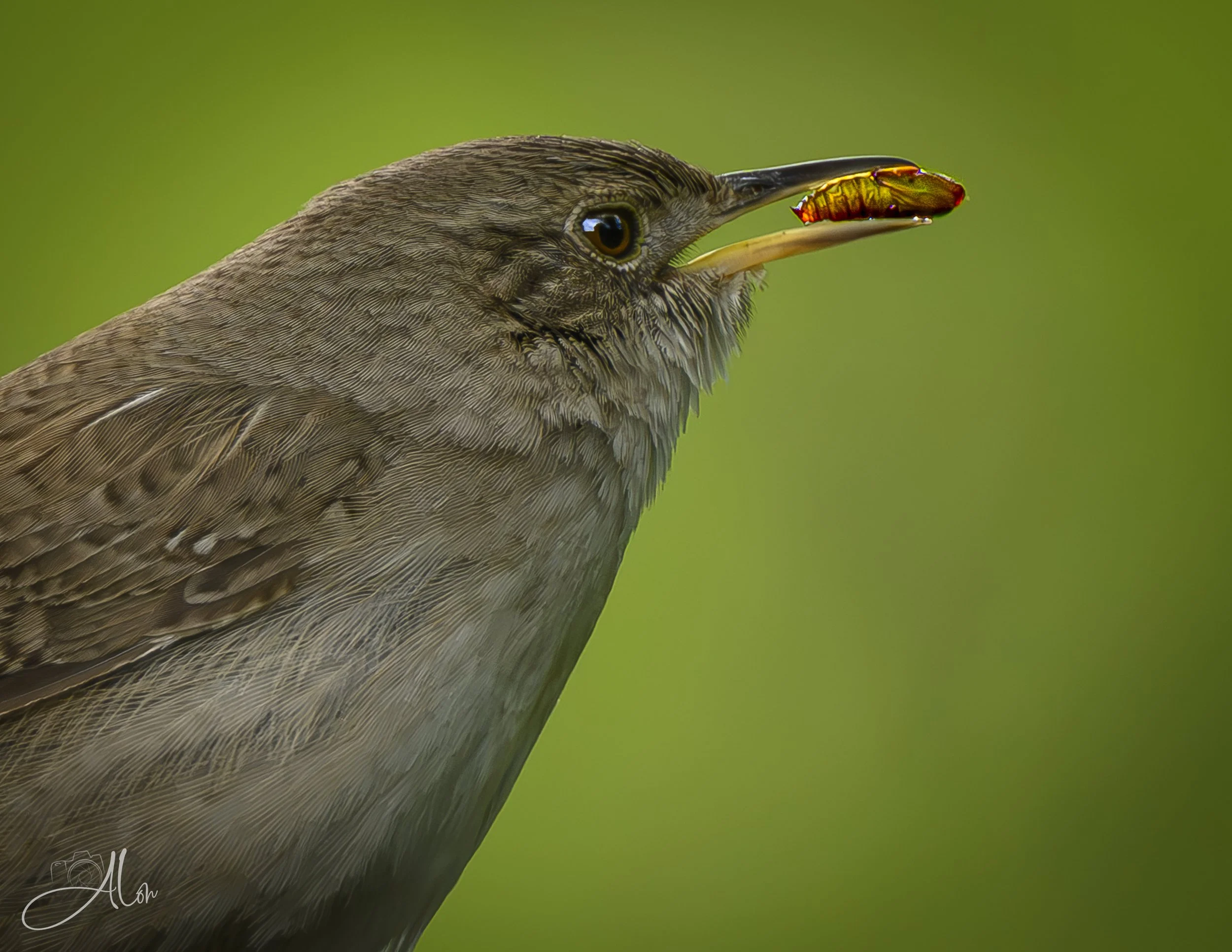 Eastern House Wren