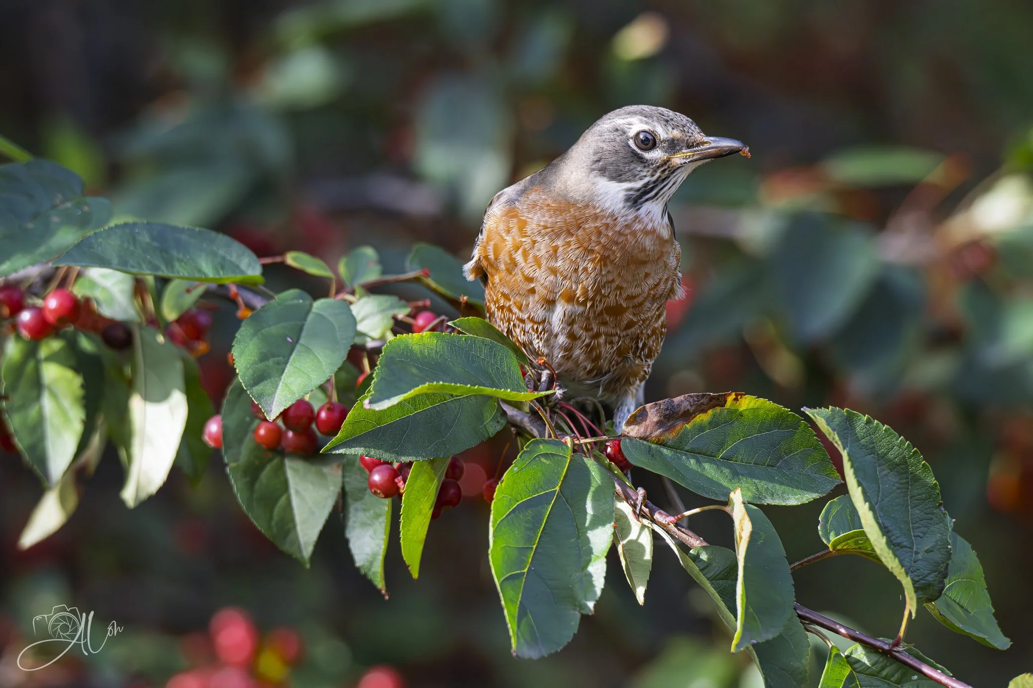 Juicy Particles
(American Robin)
0Z81189