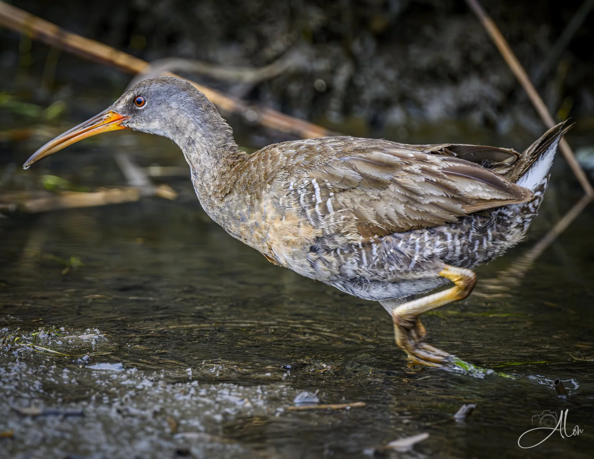 Dashing (Clapper Rail) Z8070526_1533.jpg