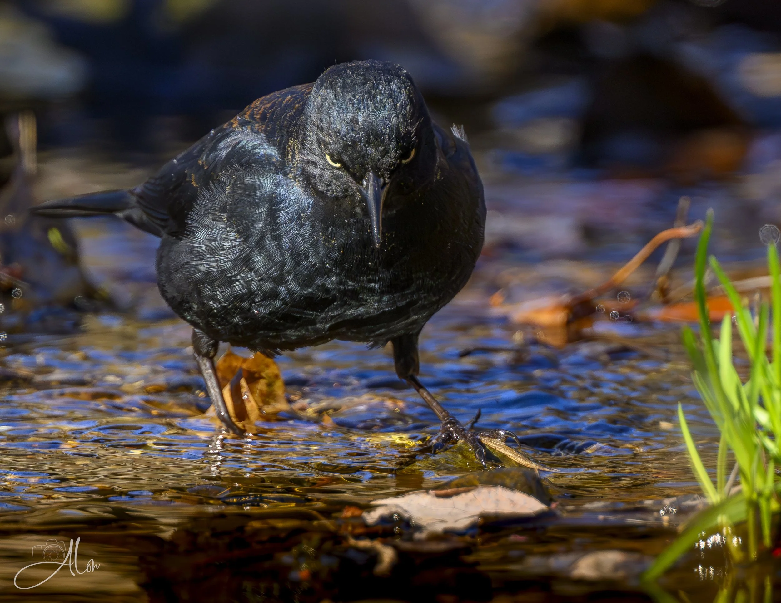 Prey for Me (Rusty Blackbird) 0Z86186
