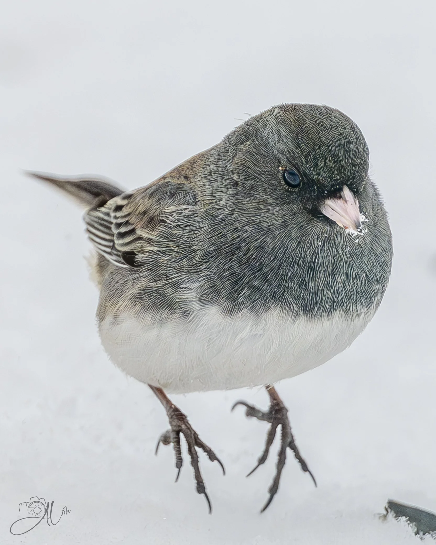 Hopscotch
(Dark-Eyed Junco)
0Z89172